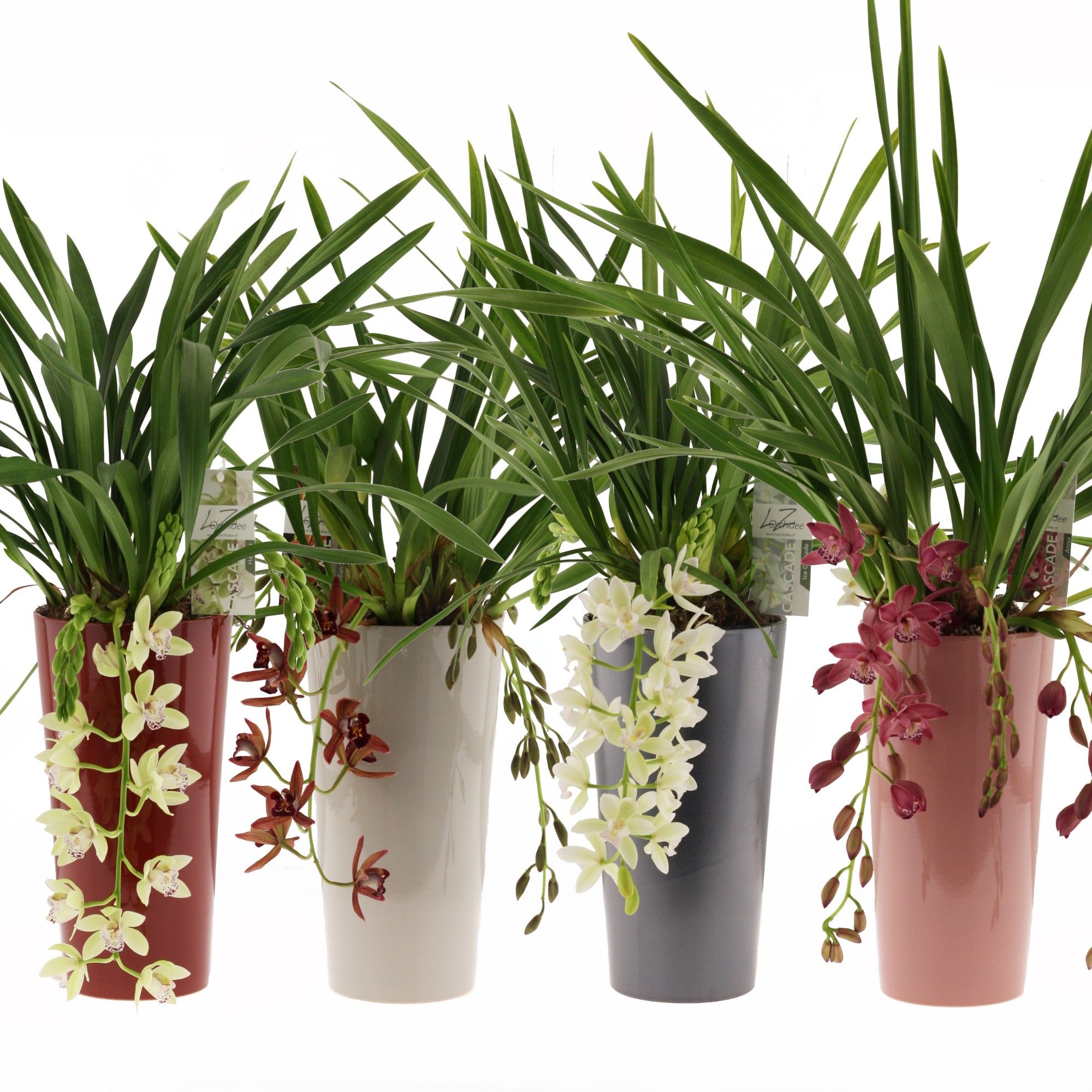 mix cascade 5-7 tak incl. keramieke pot mix, D 14 cm