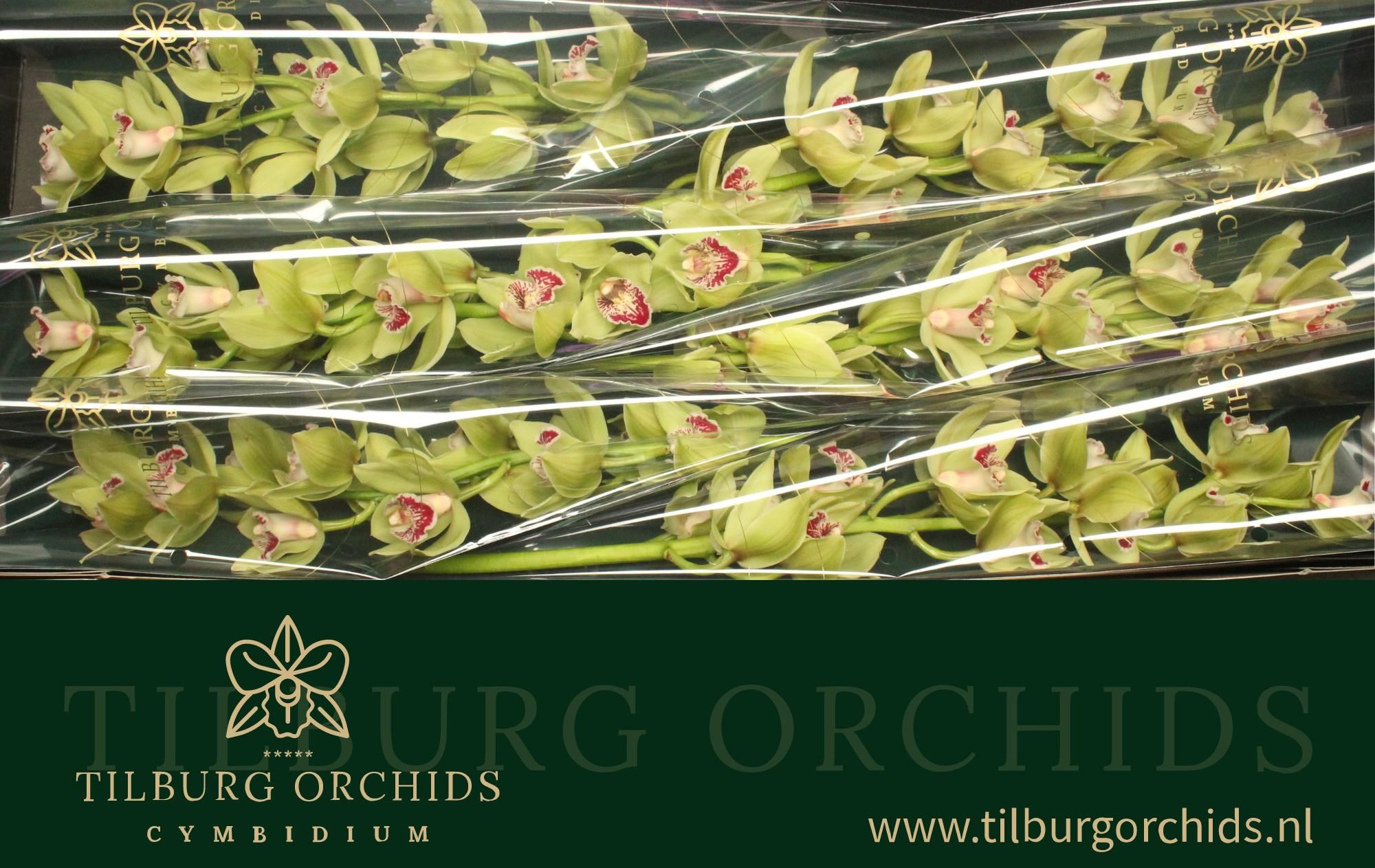 Цимбидиум Эммагрин x6 80, шт.