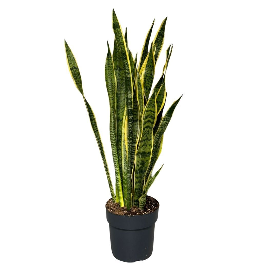 Sansevieira Laurentii, D 24