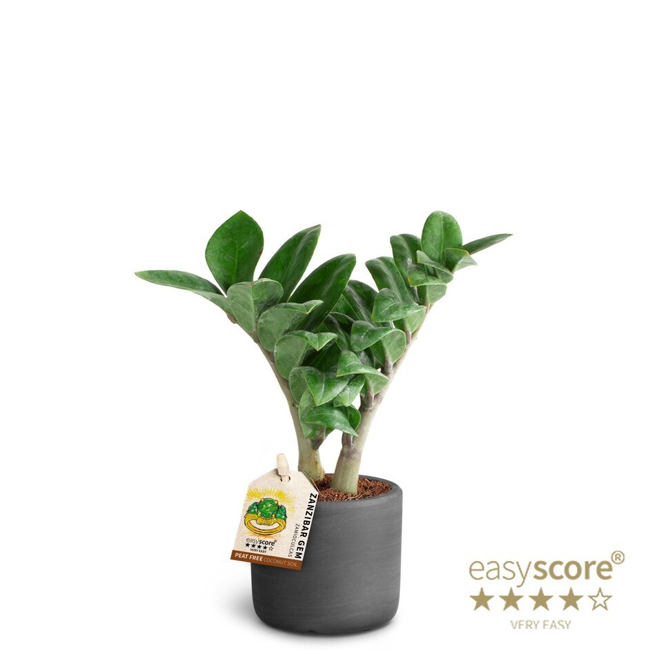 Raw Black, ´Zenzi´, D 7