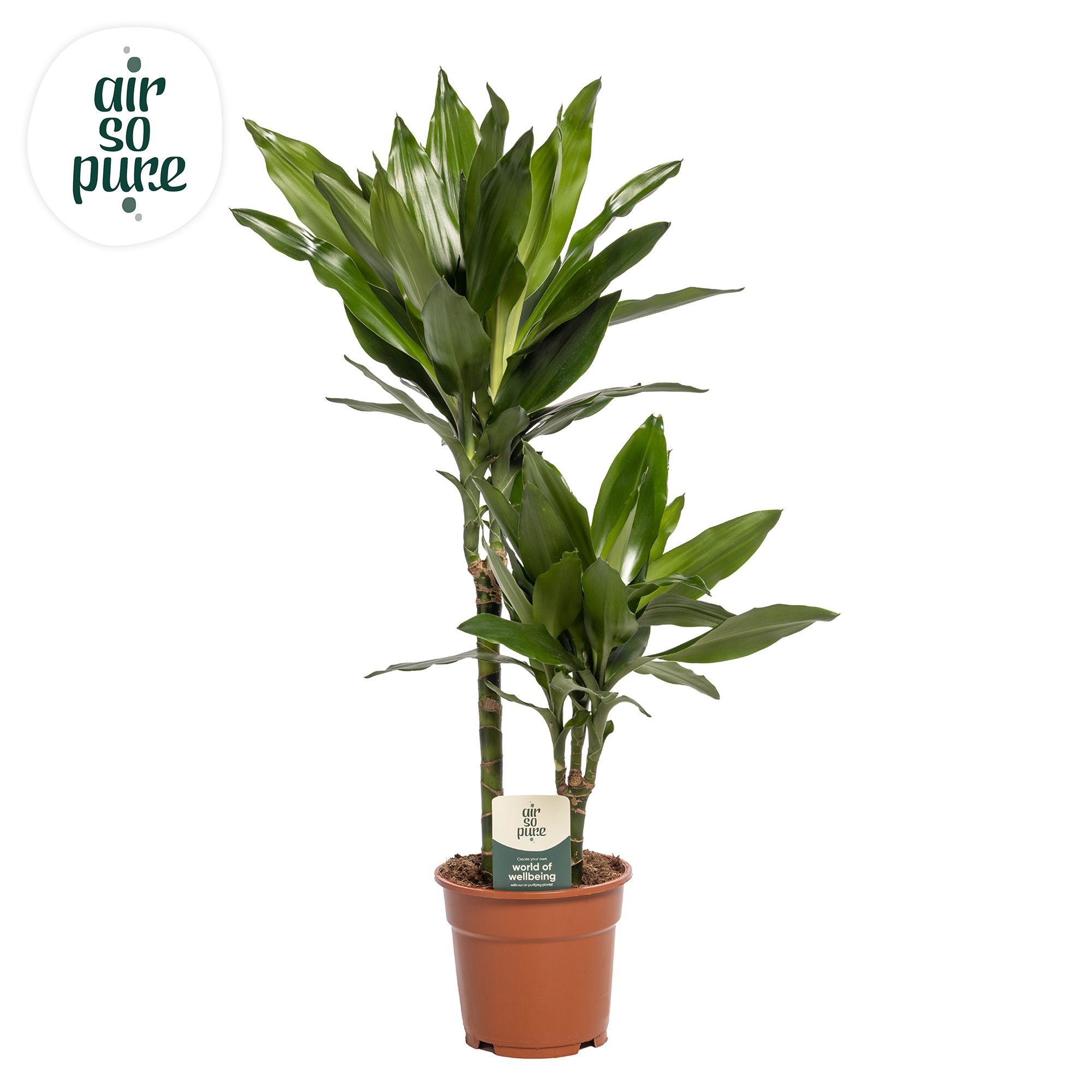 Dracaena Janet Lind p17, 30+10 (Air so Pure), D 17 cm Dracaena Janet Lind p17, 30+10 (Air so Pure), D 17 cm