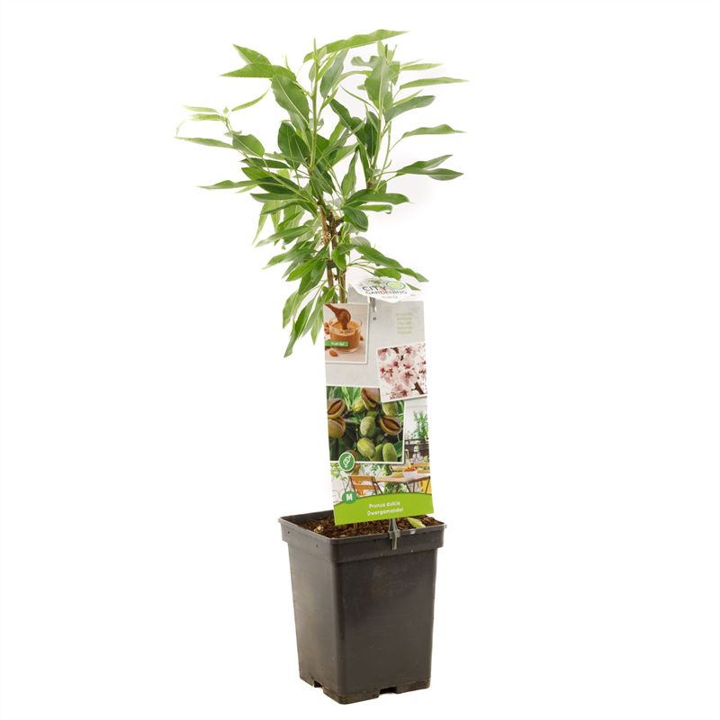Prunus dulcis Dwergamandel Amandel, D 18