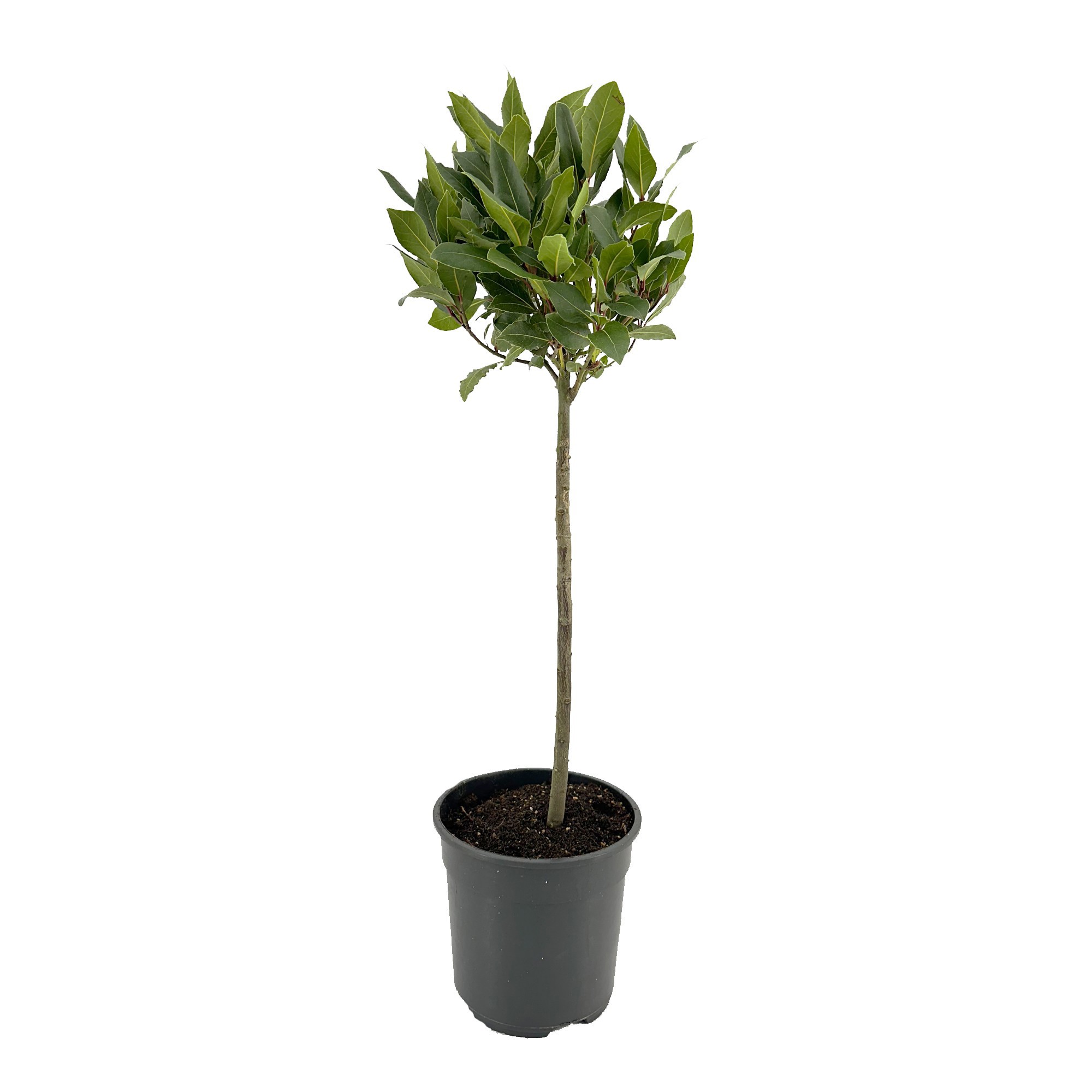 Laurus nobilis Bol op stam, D 20