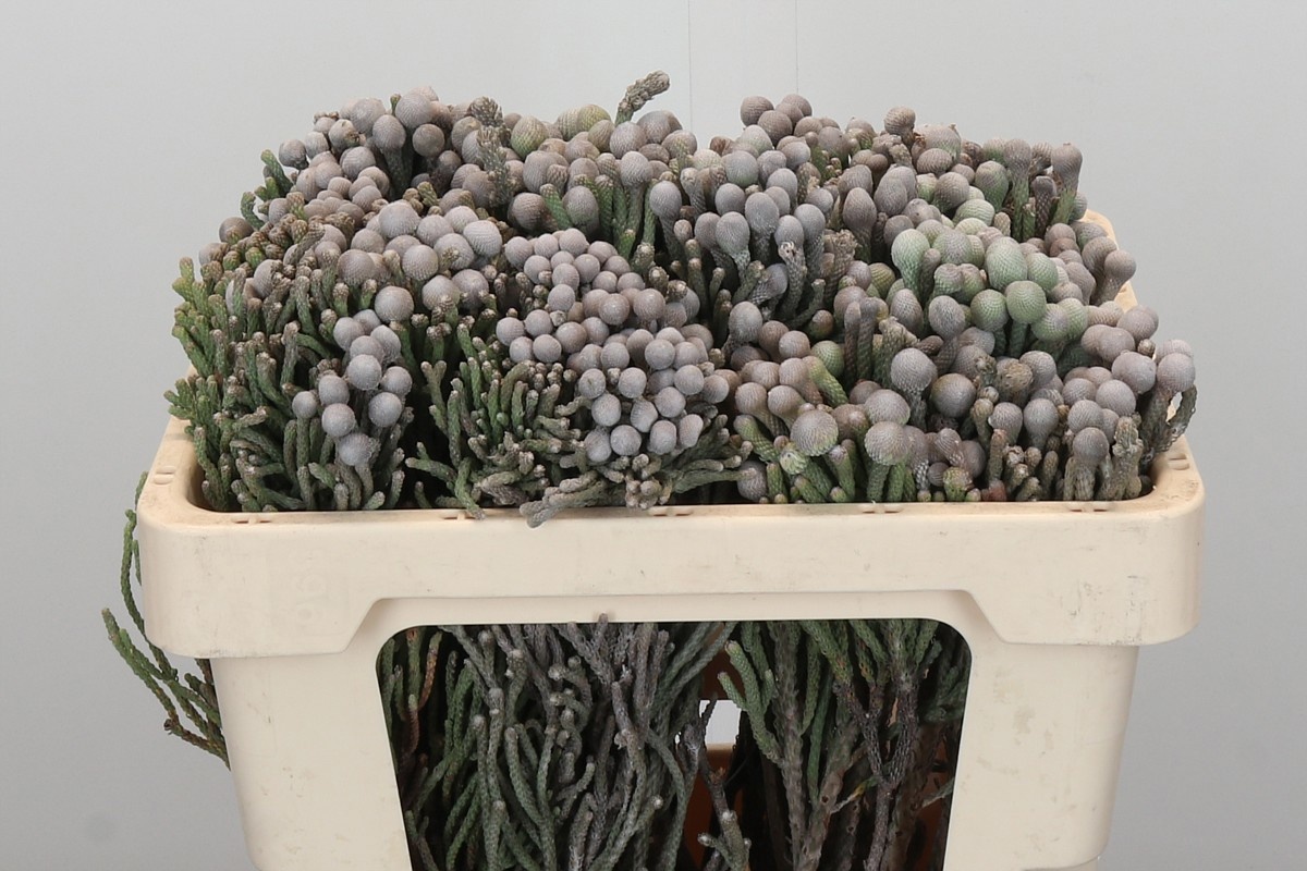 Бруния Лаевис 50 (сер.), шт.