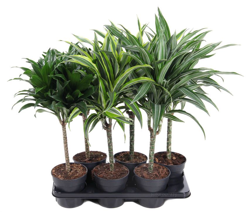 Mix Dracaena stam 30cm P15, D 15