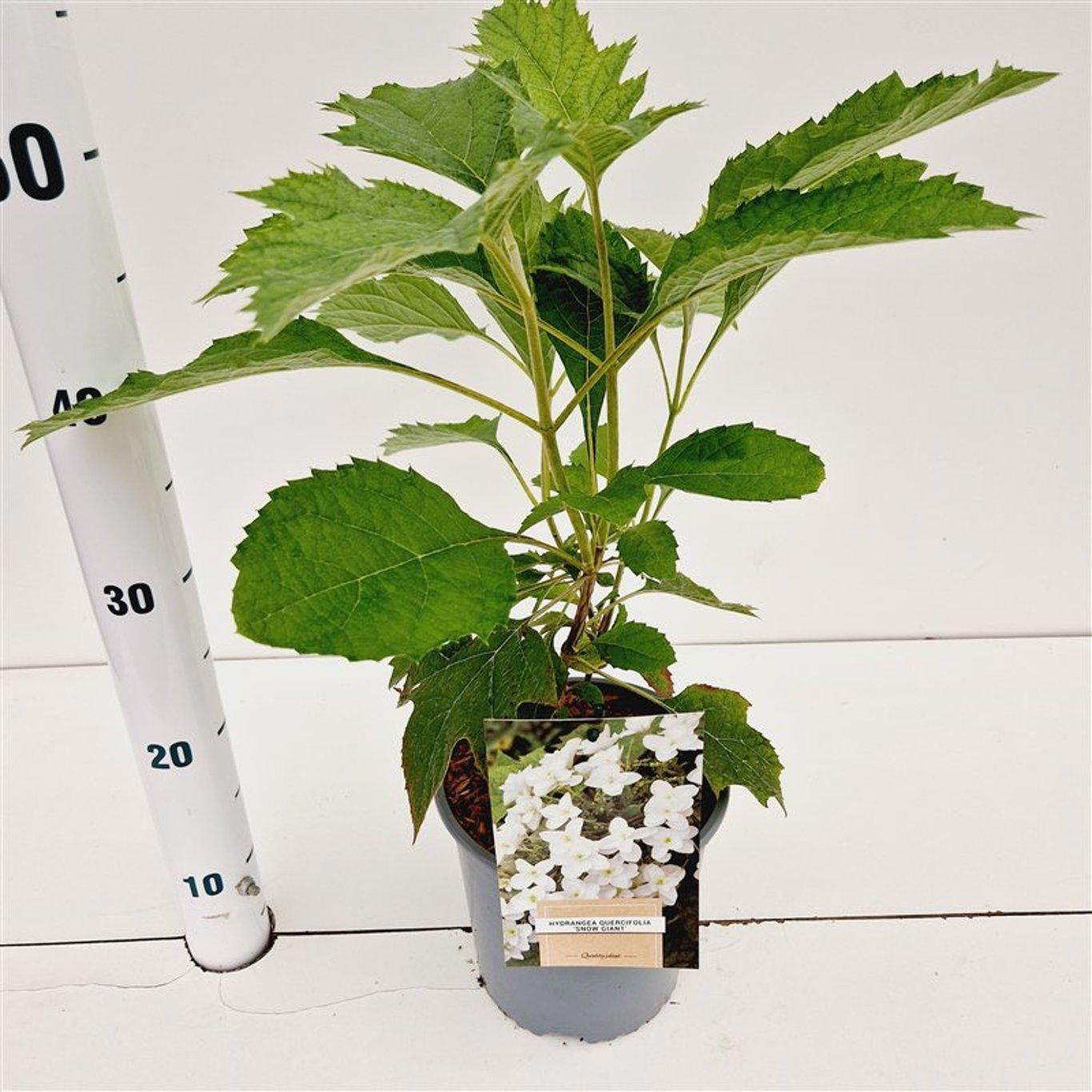 Hydrangea quercifolia 'Snow Giant', D 17