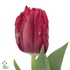 Тюльпан Пэррот Цериз Пэррот (ярко-роз.), шт.