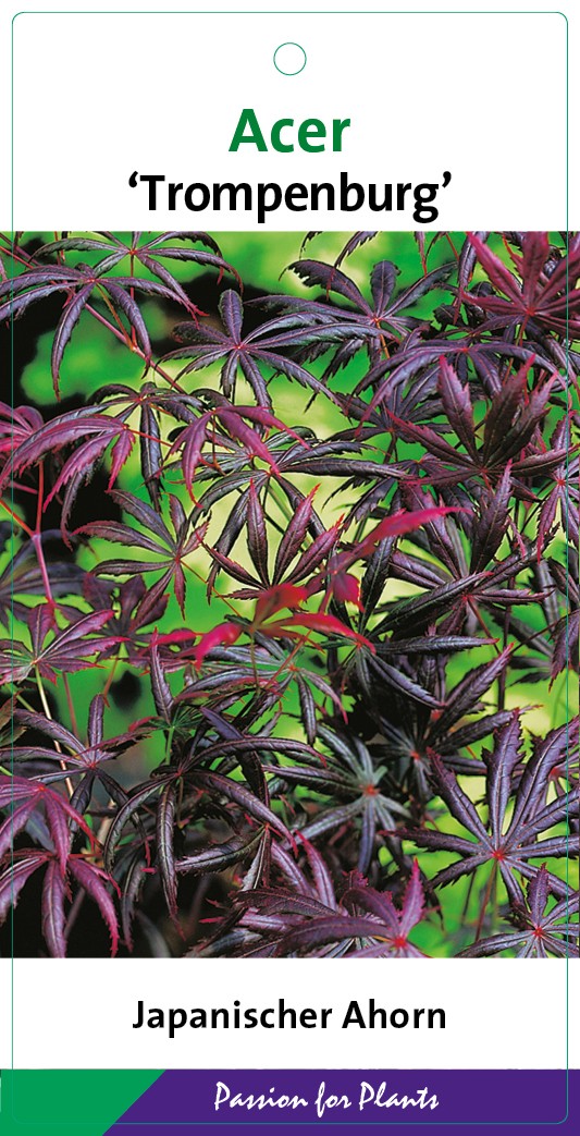 Acer palm. 'Trompenburg' 60-80C7, D 25 cm