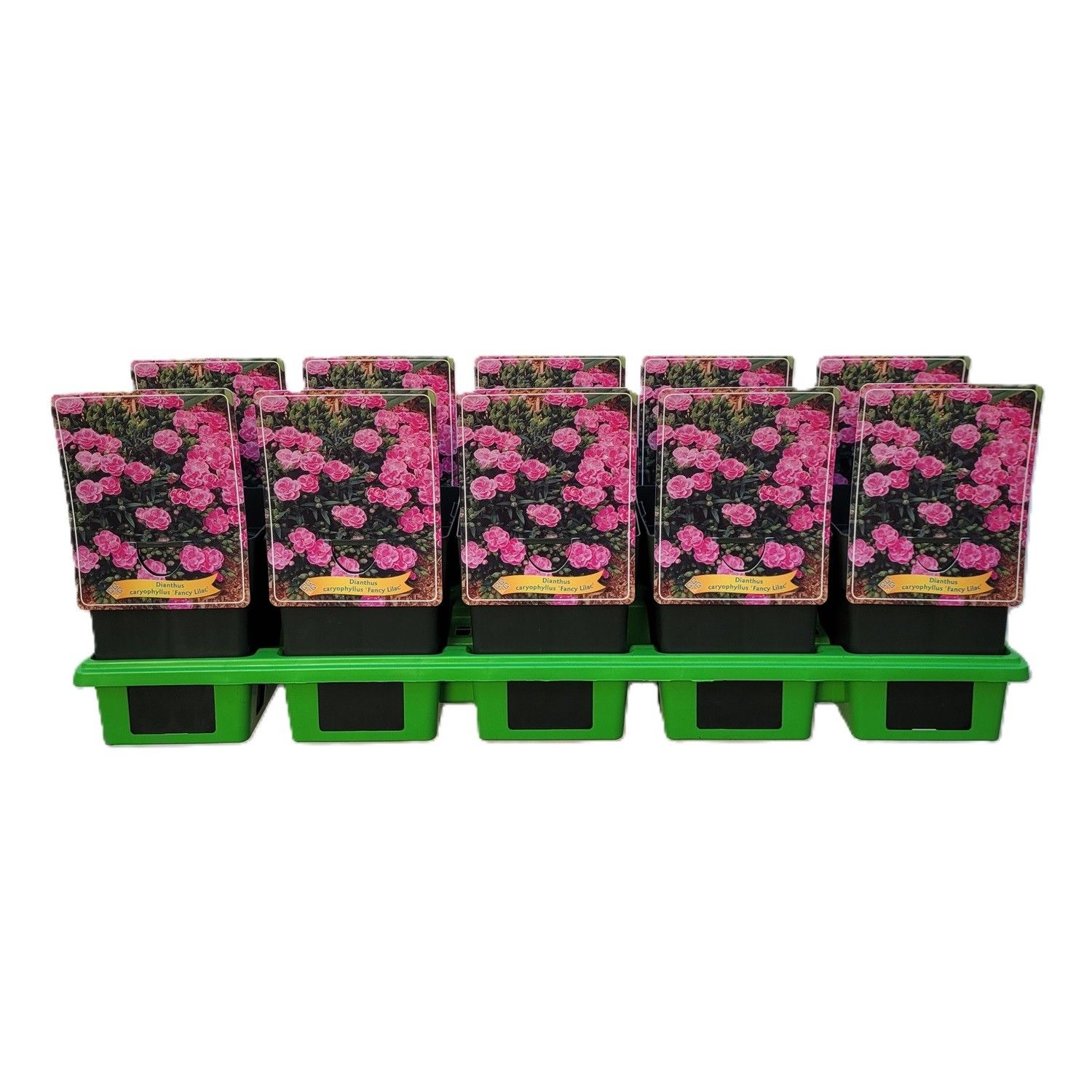 Dianthus caryophyllus 'Fancy Lilac' P11, D 11