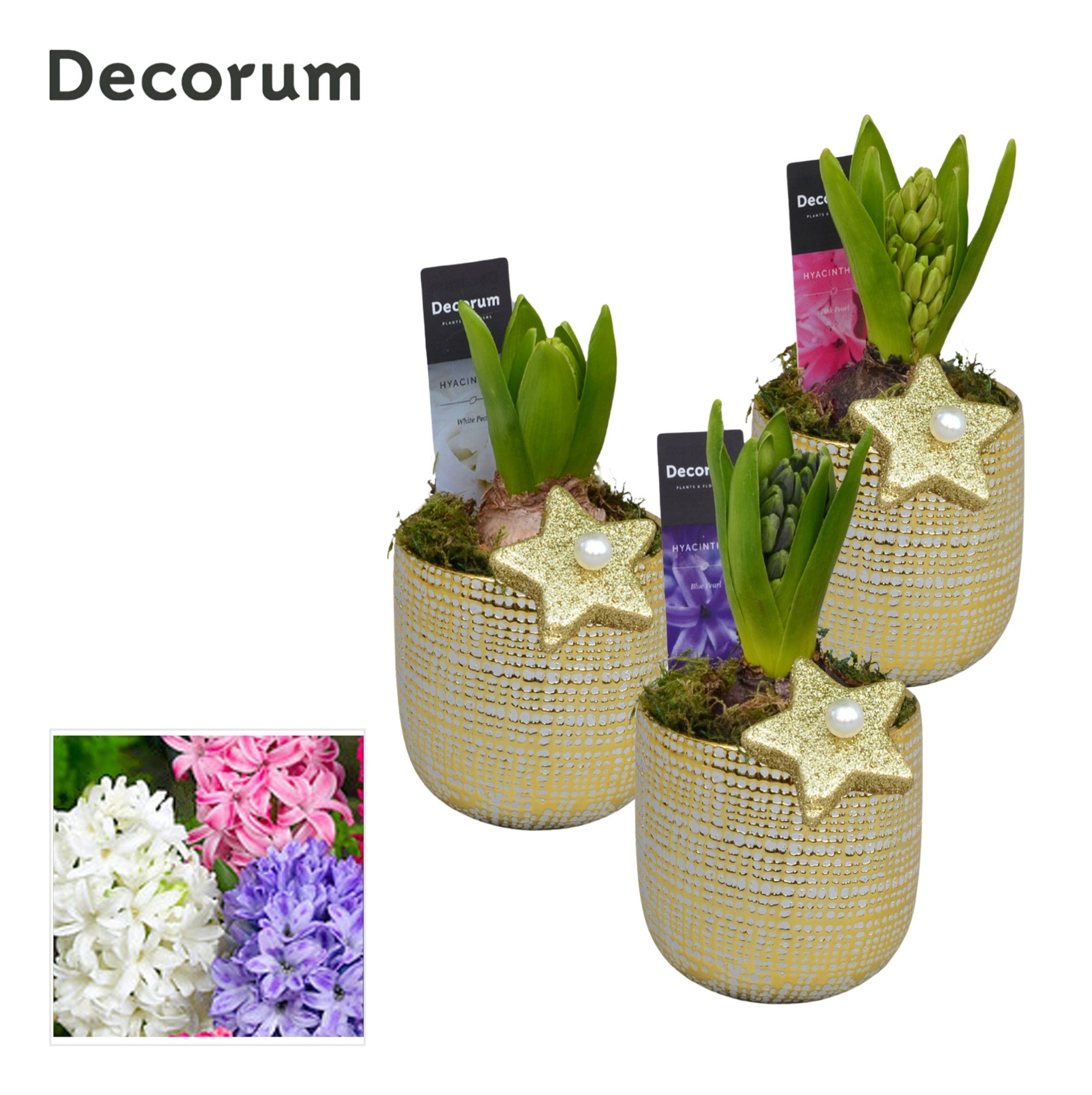 Hyacint Alivio Gold Mini HL14982 [SHINY & SPARKLING], D 9