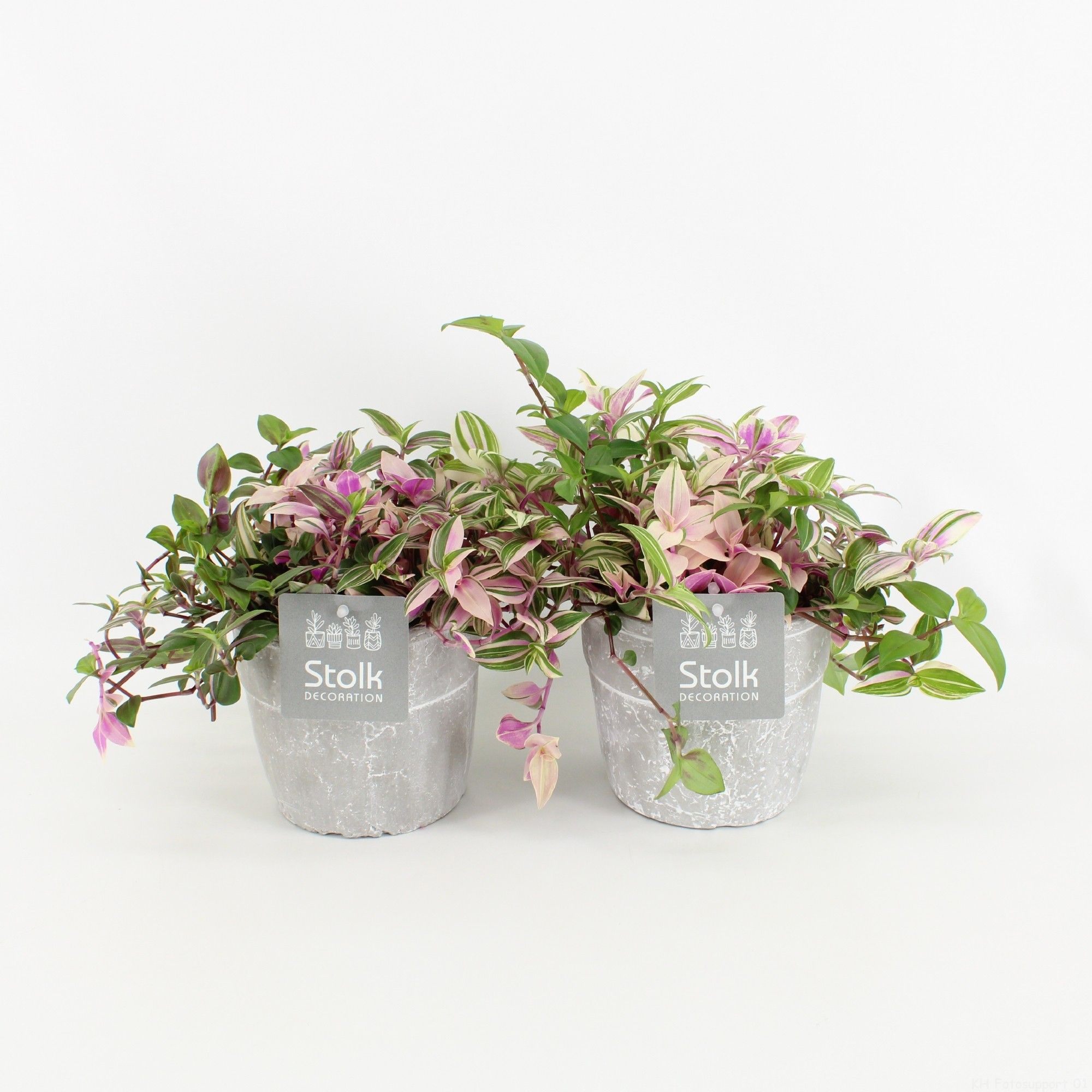 Tradescantia Quadricolor in Stone Look Pot, D 13 cm