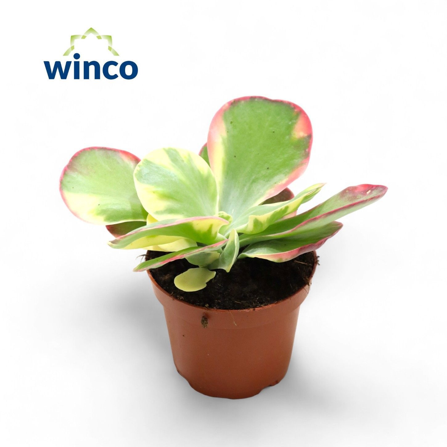 Kalanchoe Thyrsiflora Variegata, D 12 cm