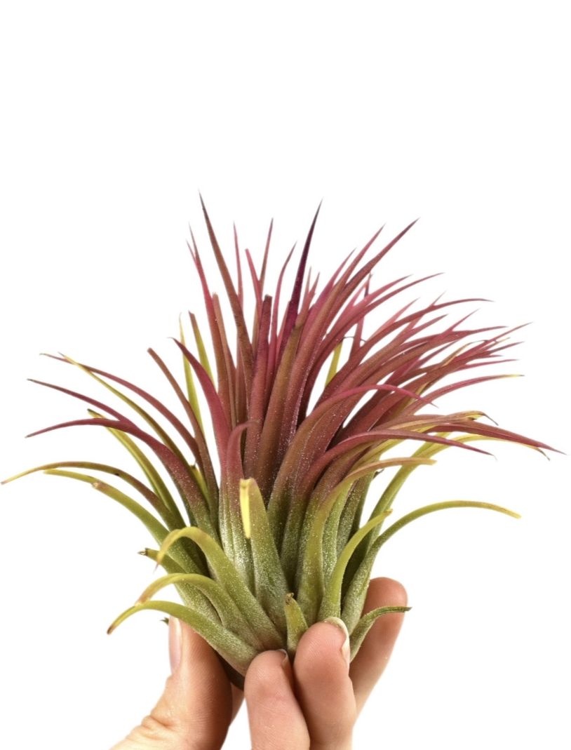 tillandsia ionantha rood xl, D 8