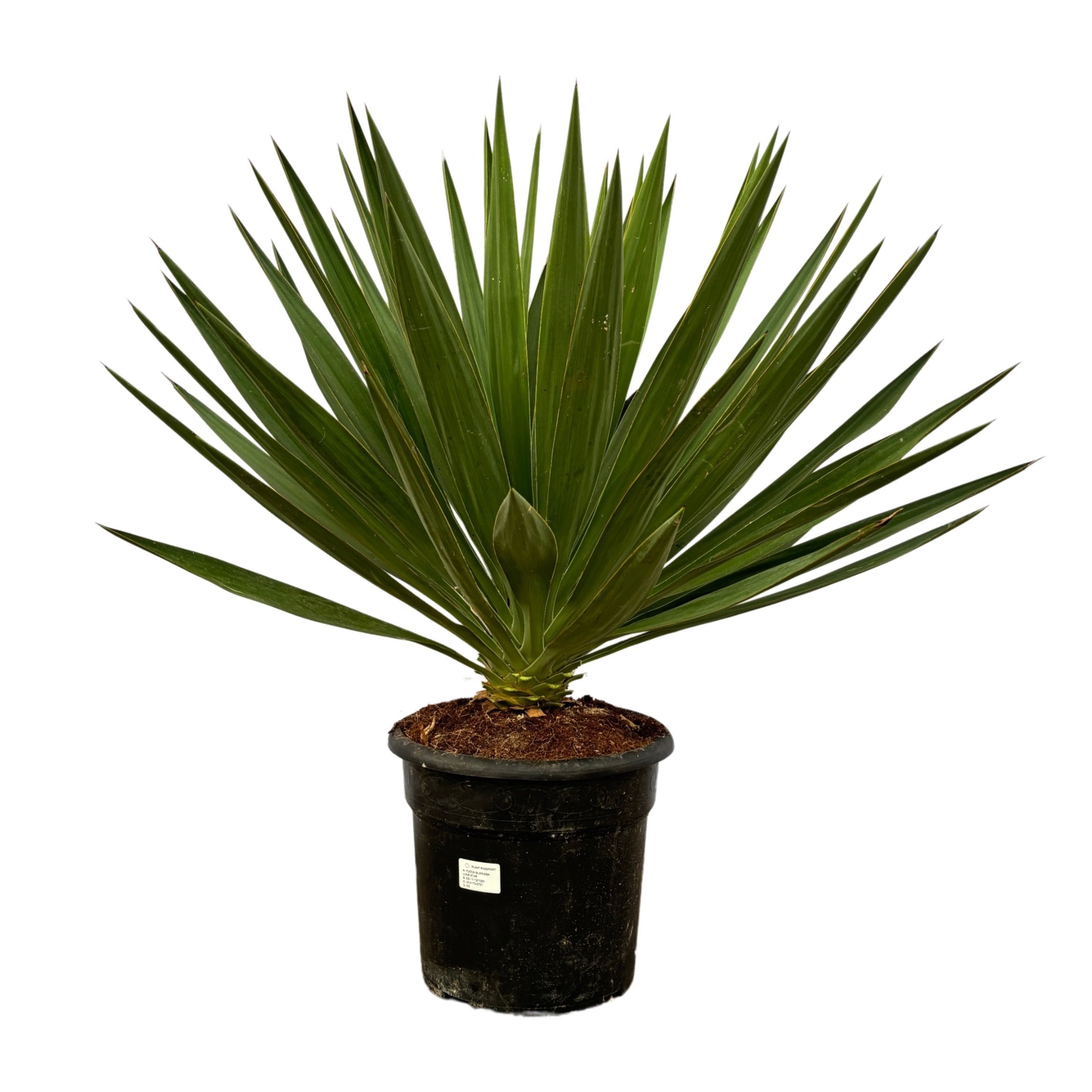 Yucca Gloriosa, D 30