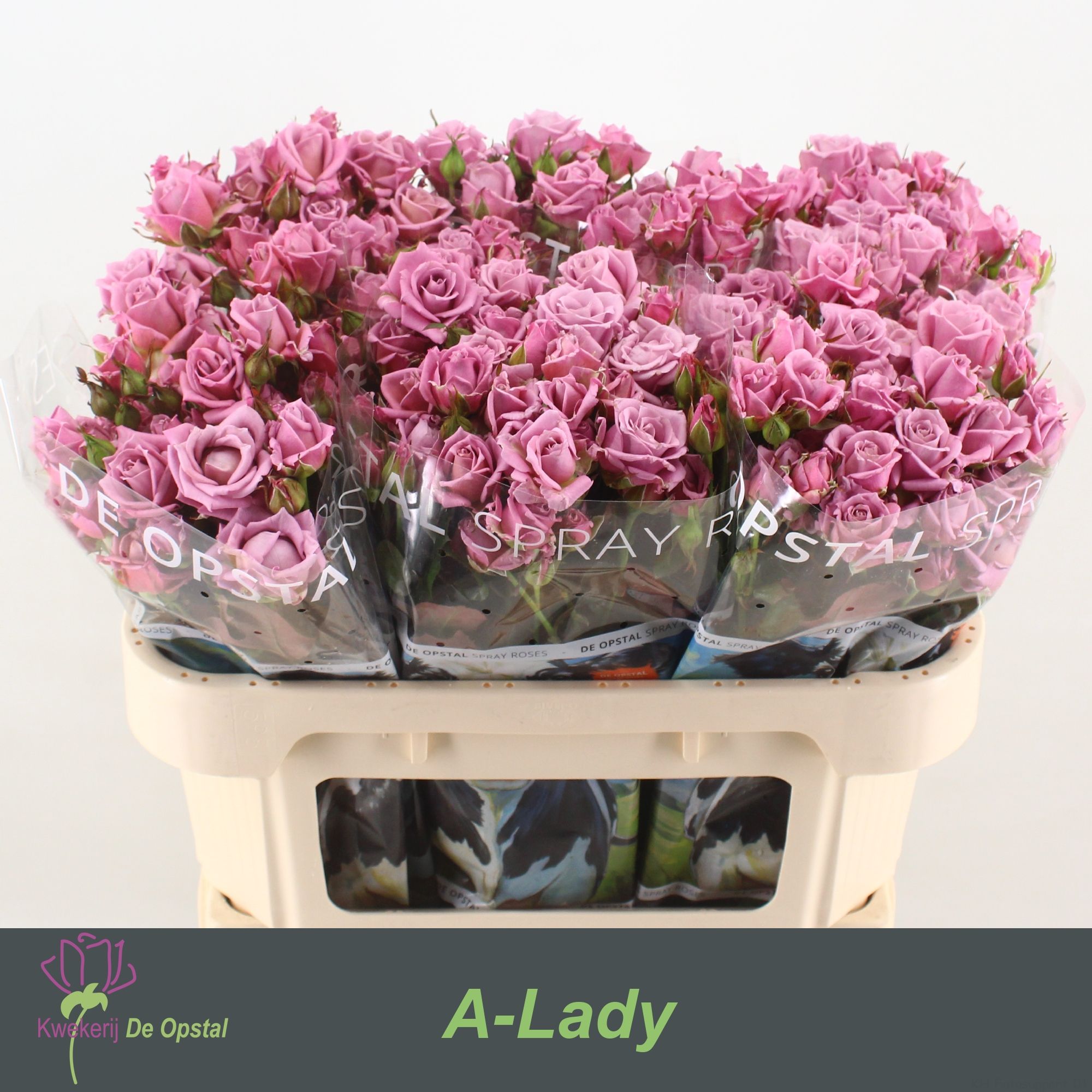 Роза куст. Эй-Леди 70, шт.