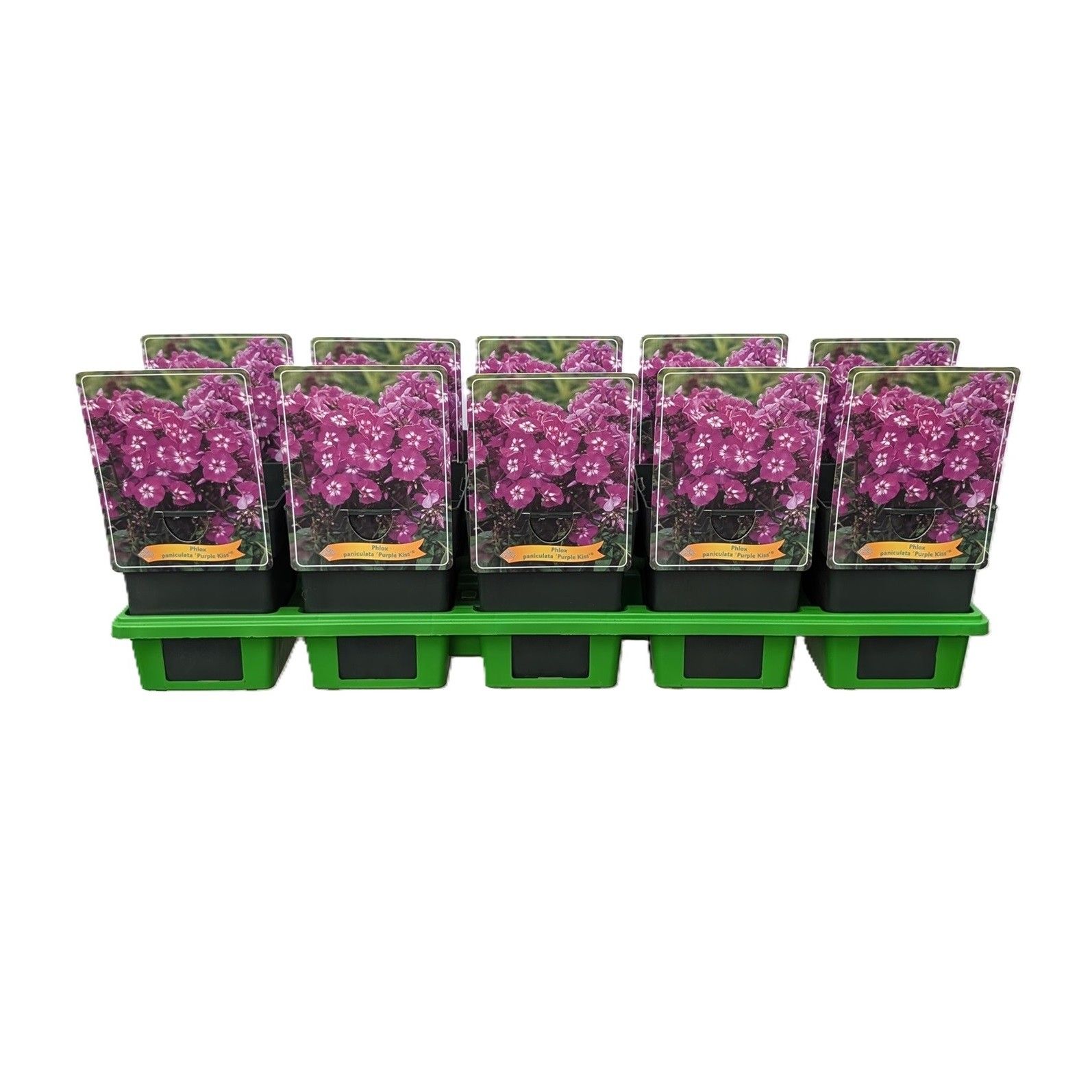 Phlox paniculata 'Purple Kiss' P11, D 11