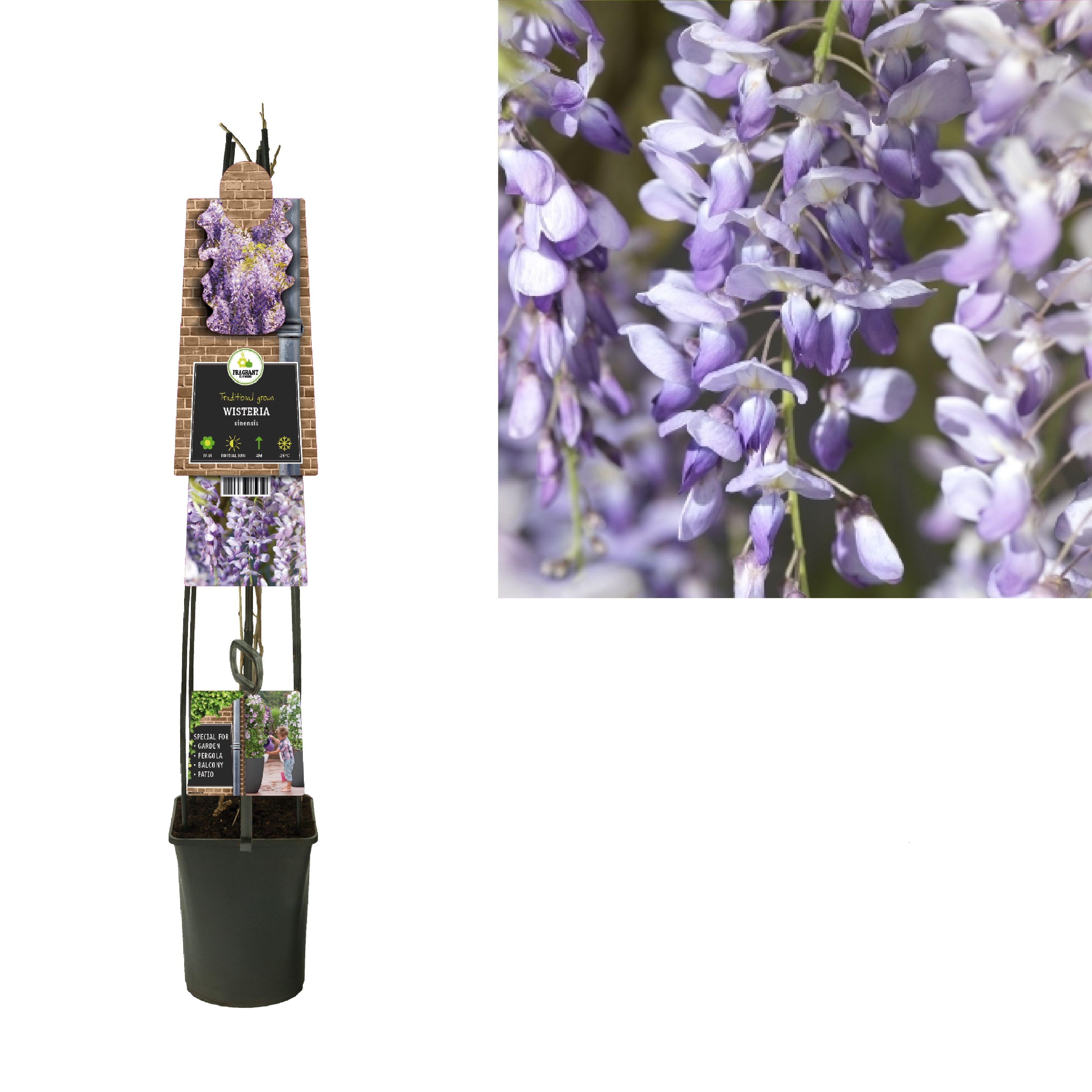 Wisteria sinensis +3.0 label, D 23 cm