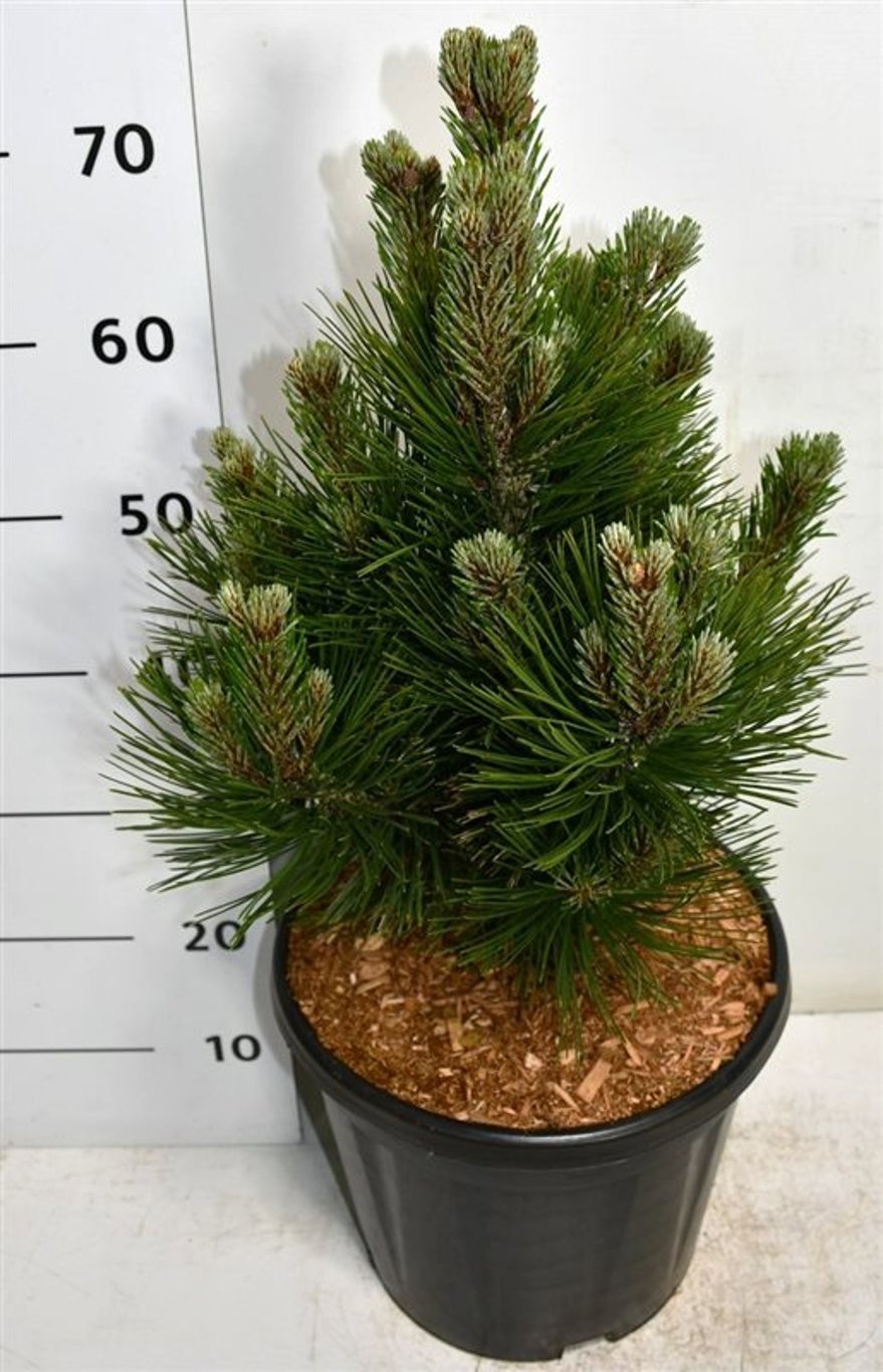 Pinus heldreichii 'Little Dracula', D 32