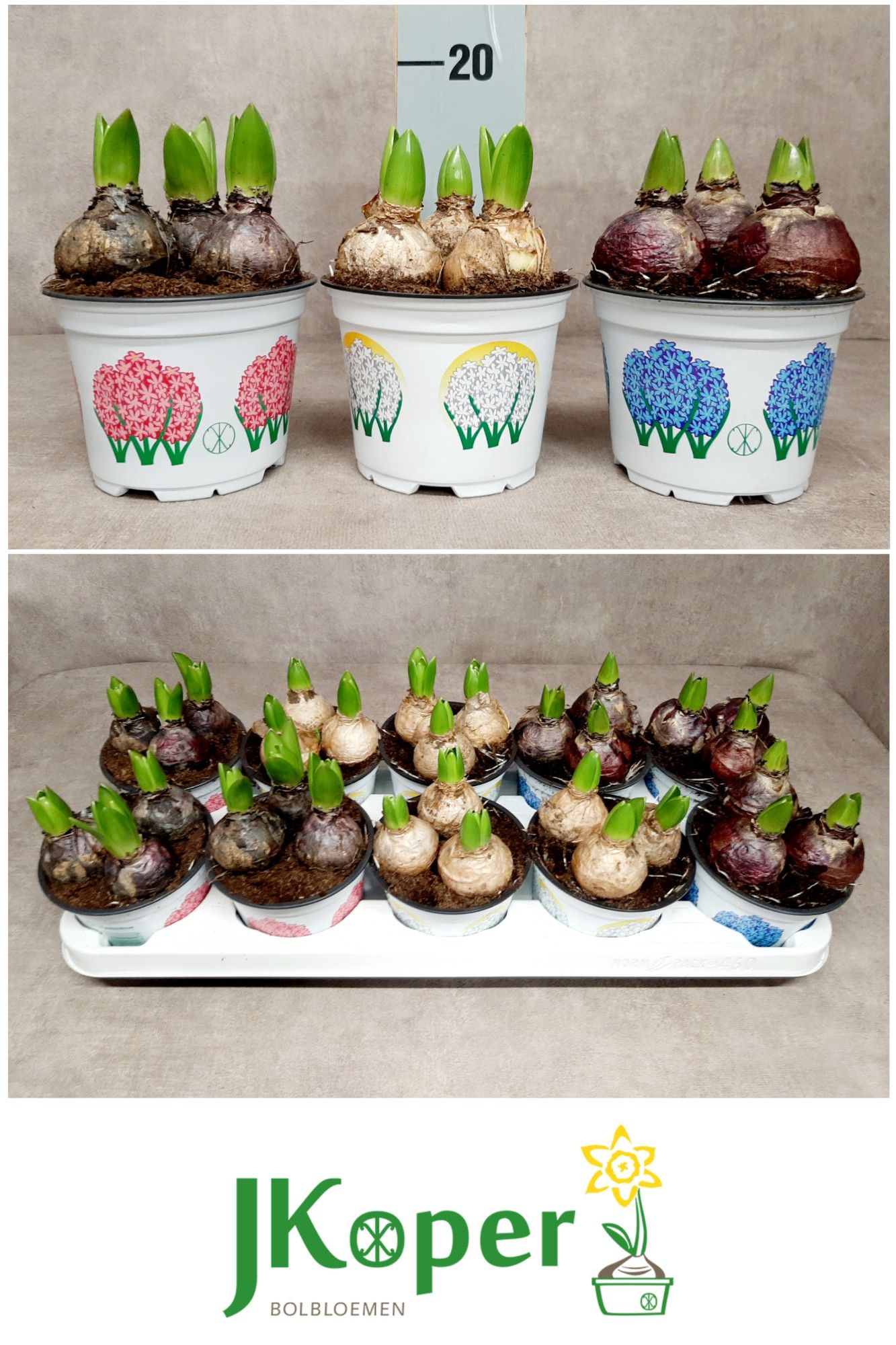 Hyacint 12 cm - 3 kleuren gemengd in tray, D 12