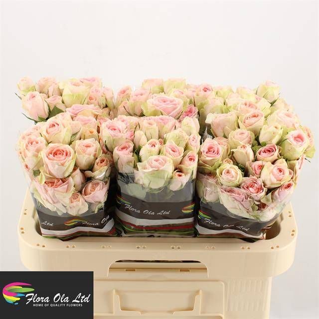 Роза куст. РЛМ Инь Кристин 60, шт.