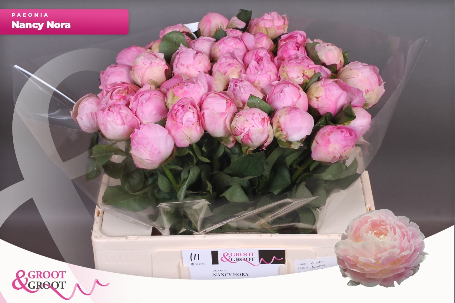 Пион Нэнси Нора 55, шт.