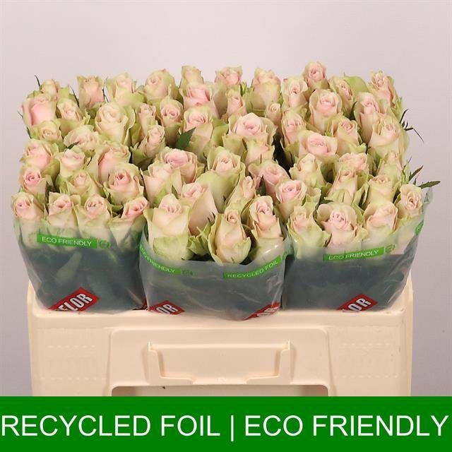 Роза од. Пинк Атена 50, шт.