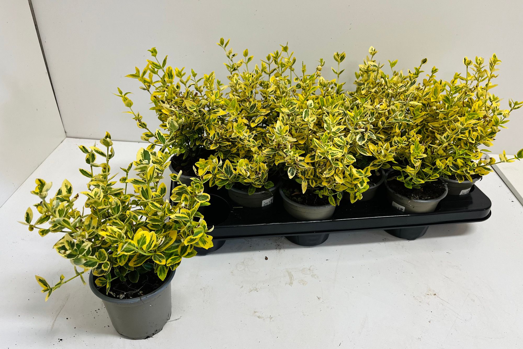 Euonymus fort. 'Emerald 'n' Gold', D 11