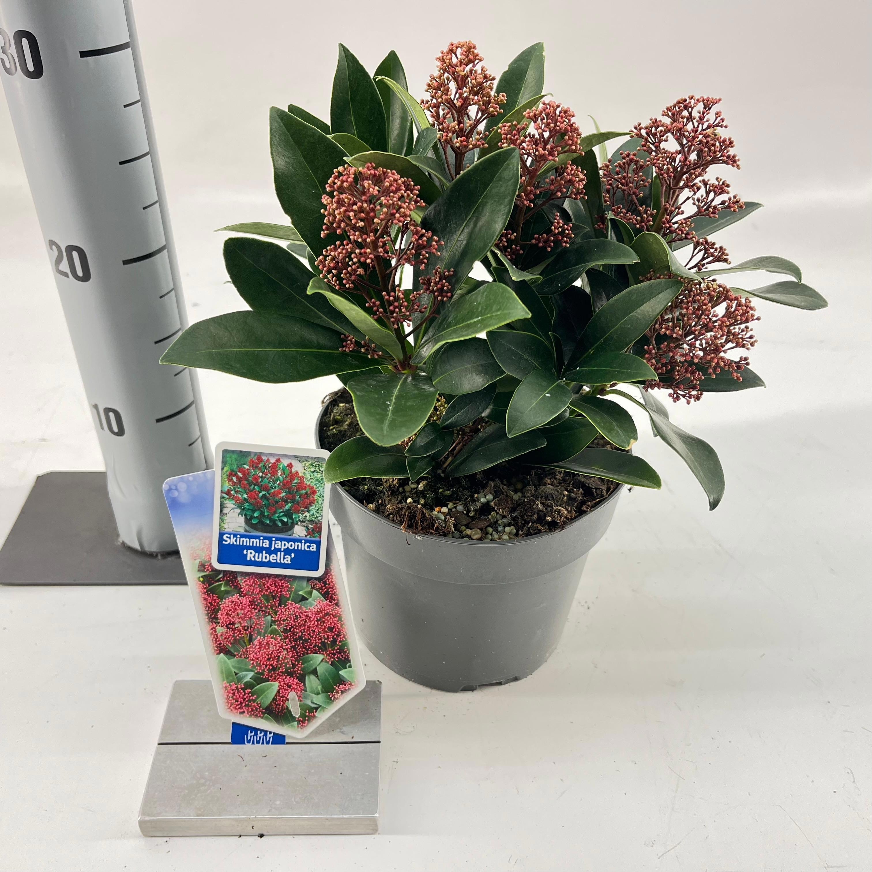 Skimmia jap. 'Rubella', D 17