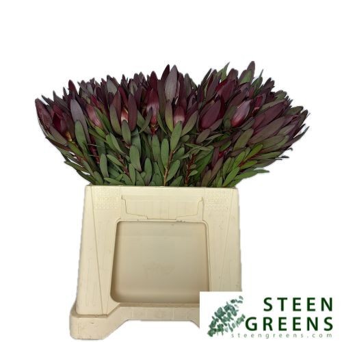 Леукадендрон Сафари Сансет 35 (красн.), шт.