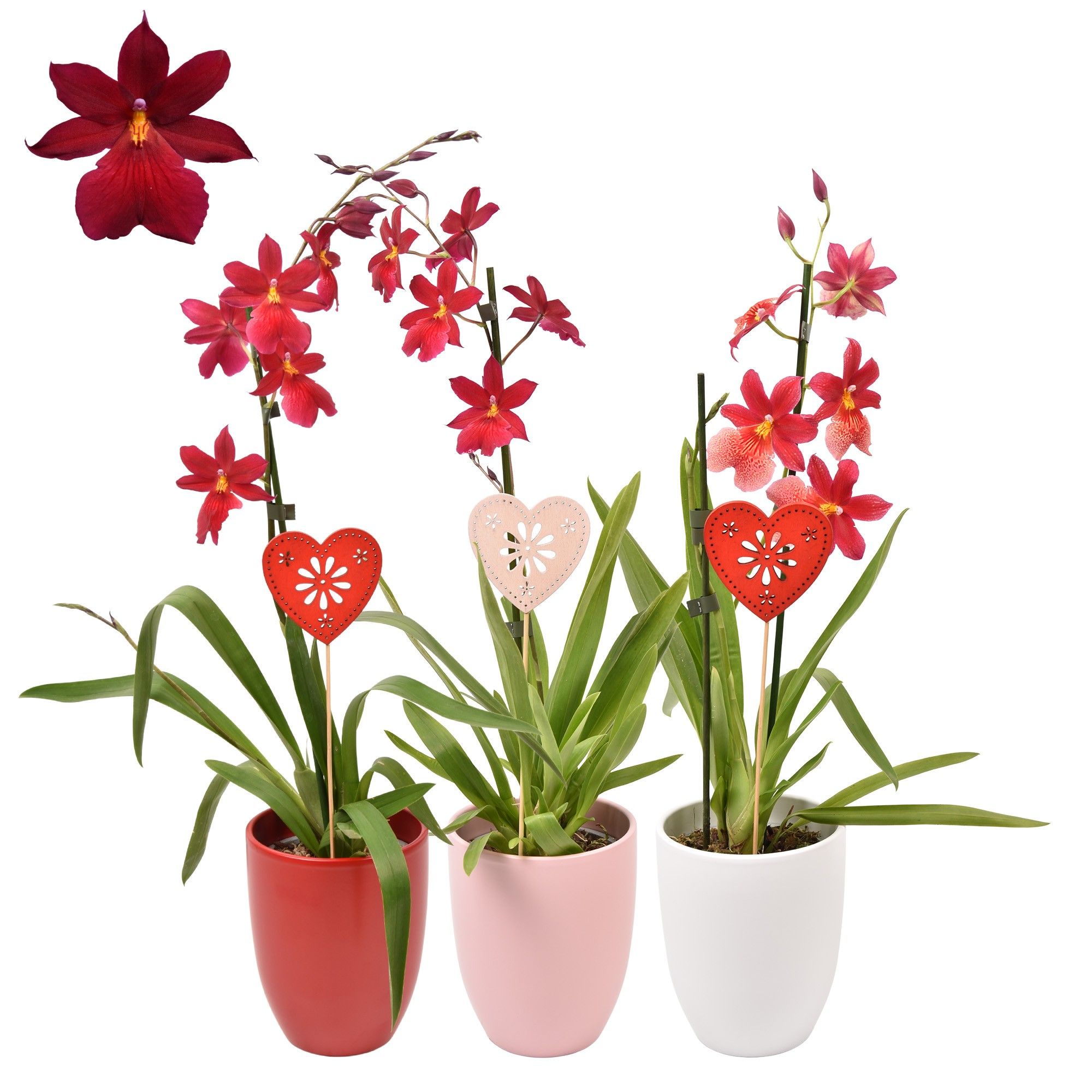 Moederdag Cambria 'Nelly Isler' Red Velvet 1 tak met roze, wit en rood keramiek, D 14