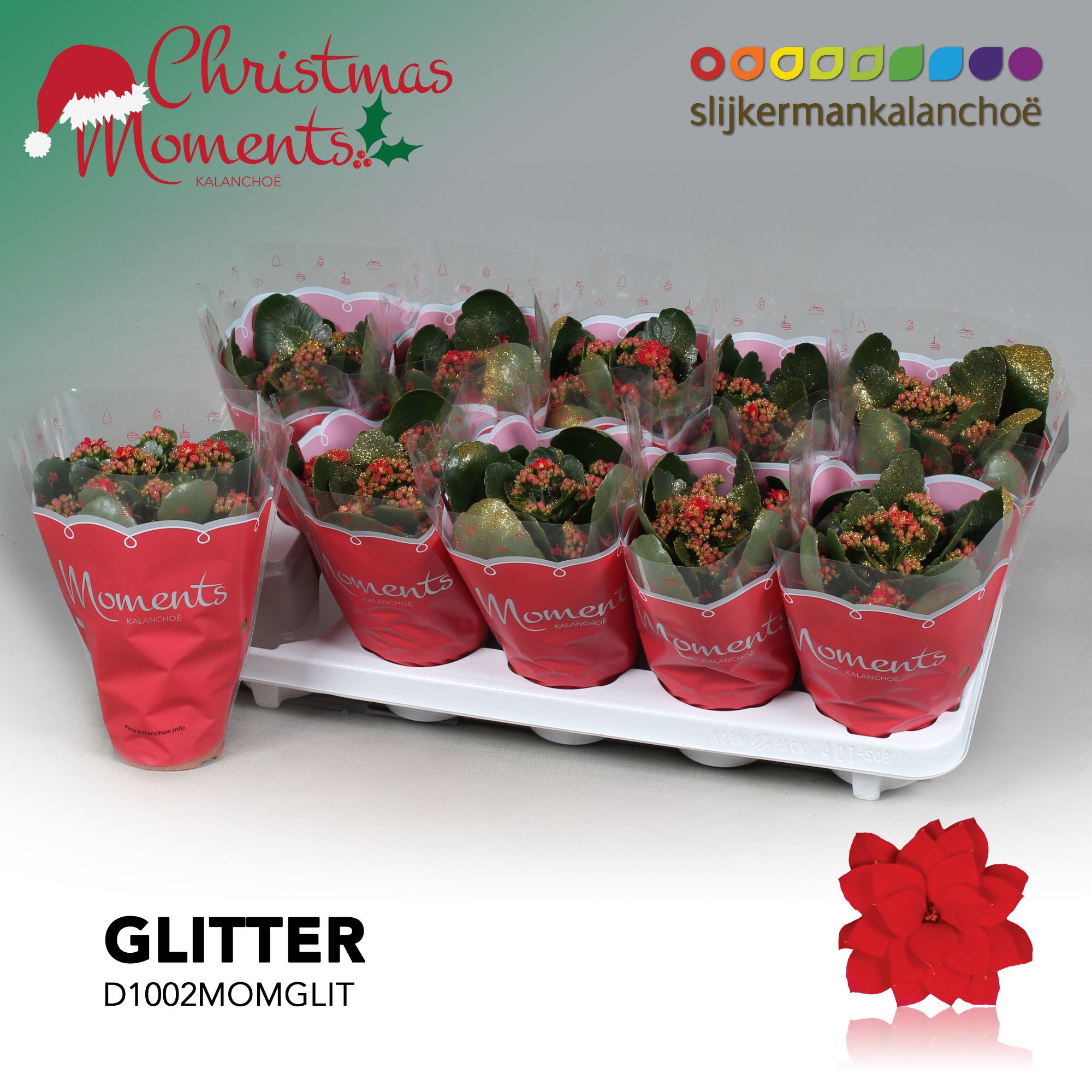 Kalanchoe Moments - Red with glitter - kerst, D 10,5 cm