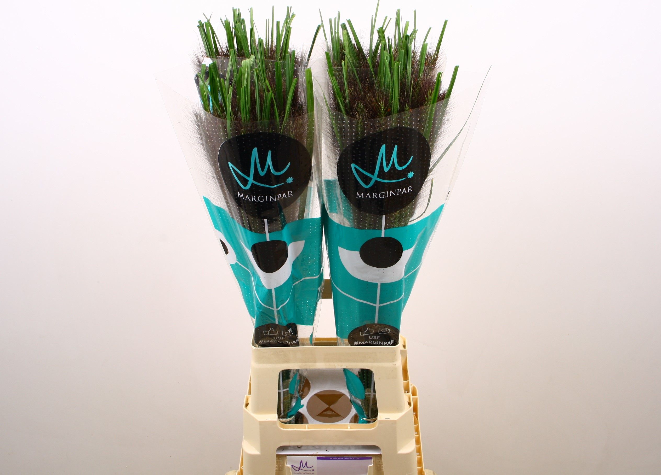 Пенисетум Блэк Фокс 80, шт.