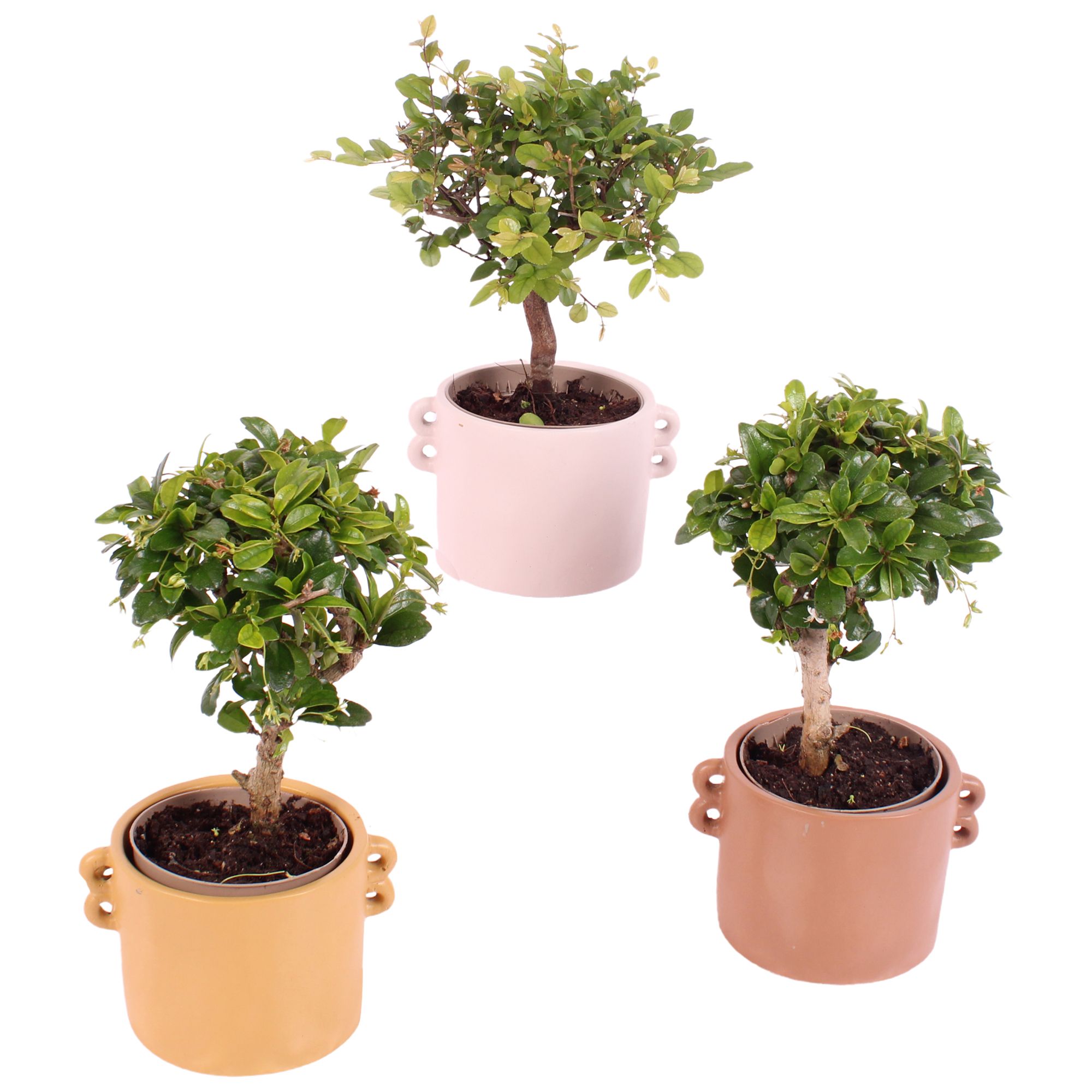 Bonsai Indoor Mix Ø 9cm Ball Shape in Ø13cm Ceramic EV562, D 13