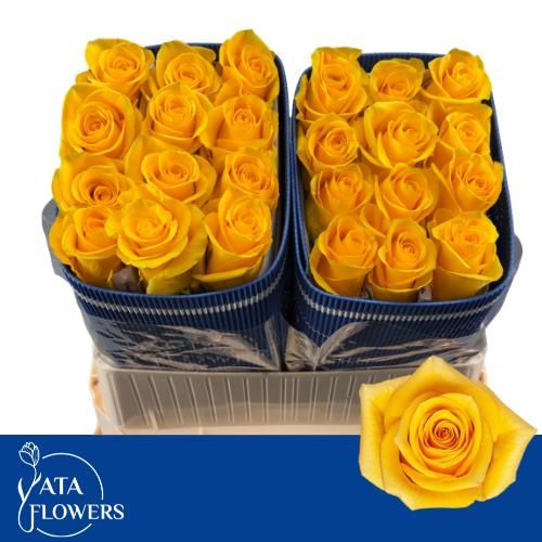 Роза од. Моментум+ 70, шт.