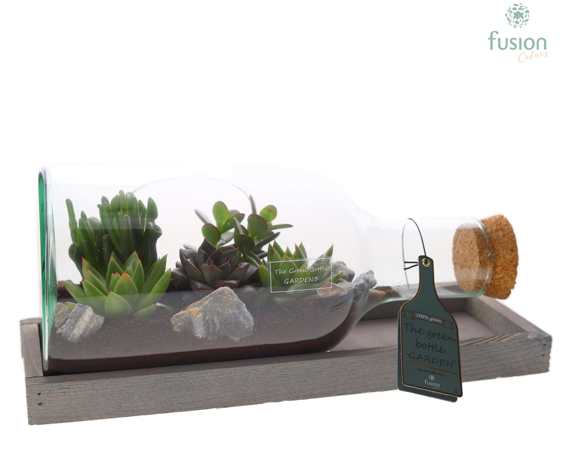 Green Bottle Fles Small liggend met Succulenten, D 38 cm