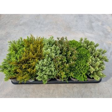 Hebe Red Edge, D 9,5 cm