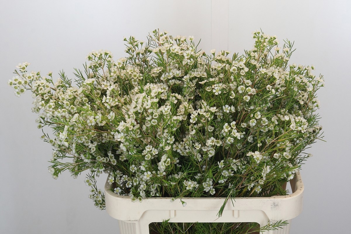 Шамелациум Грэйс 80, шт.