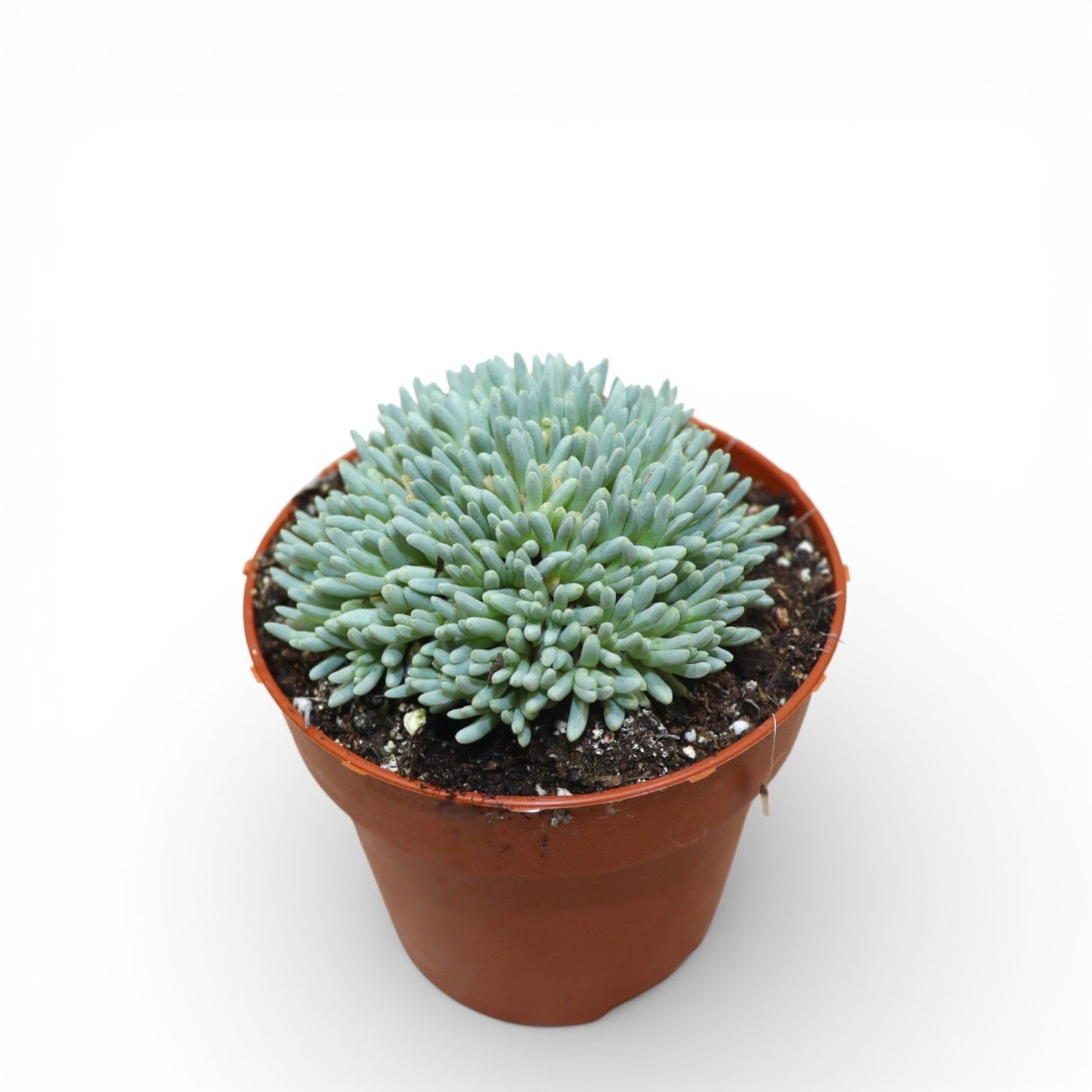 Delosperma Sphalmantoides, D 8,5