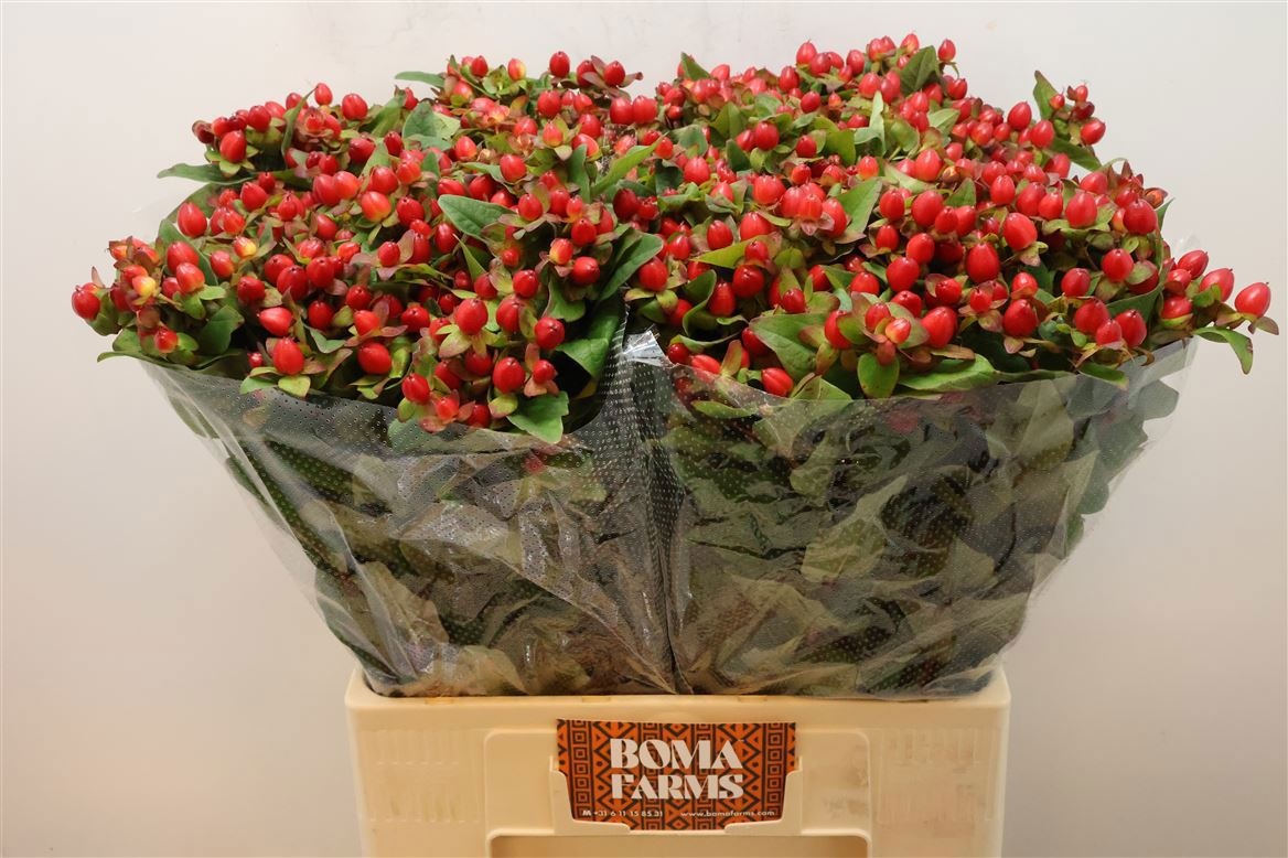 Гипперикум Мэджикал Триумф 60 (красн.), шт.