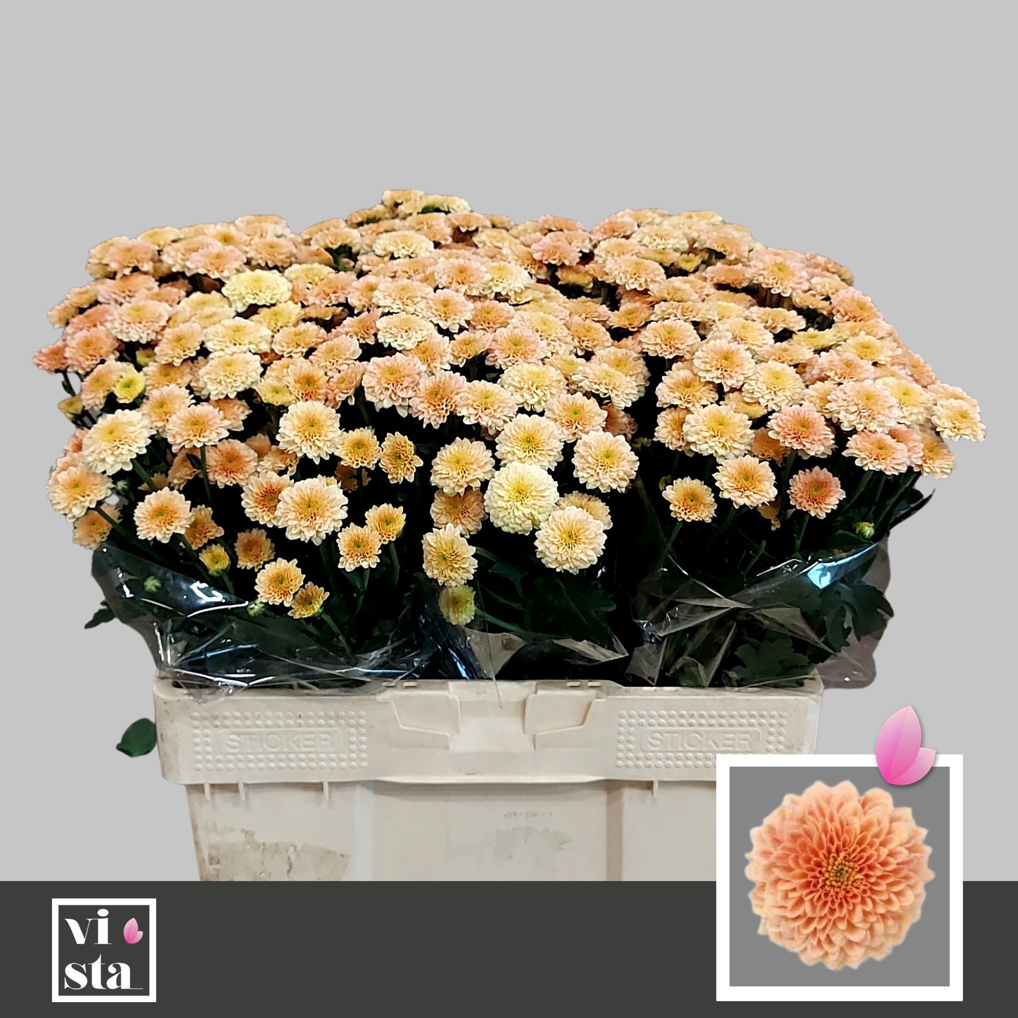 Сантини Миллер Априкот, шт.