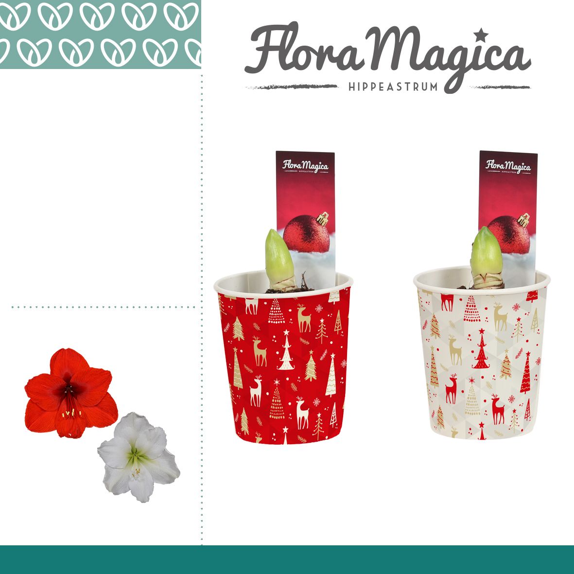 Amaryllis Mix 2 knop in kerstbeker KERST, D 12 cm