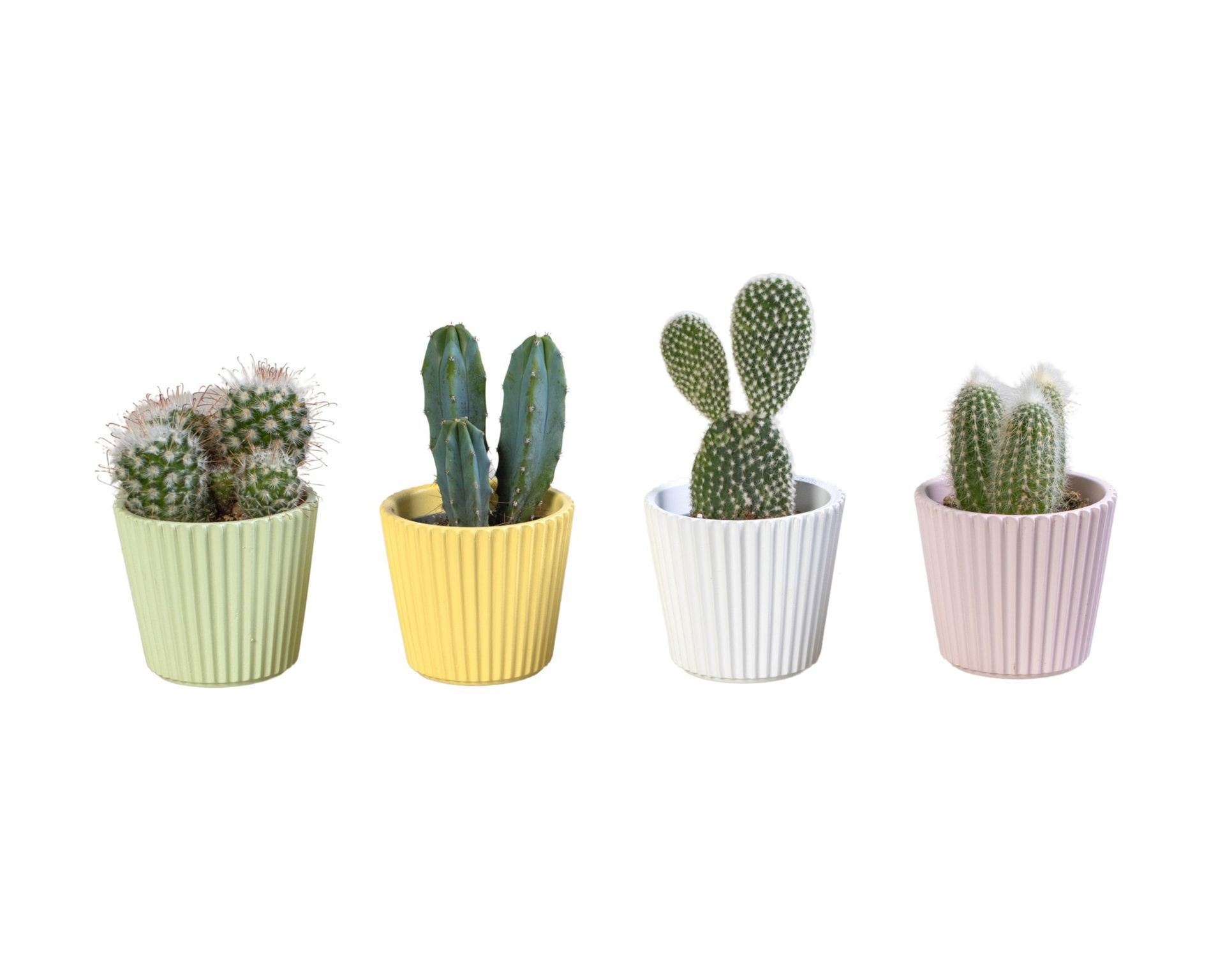 L 65917 with Cactus Mix 6 cm, D 6