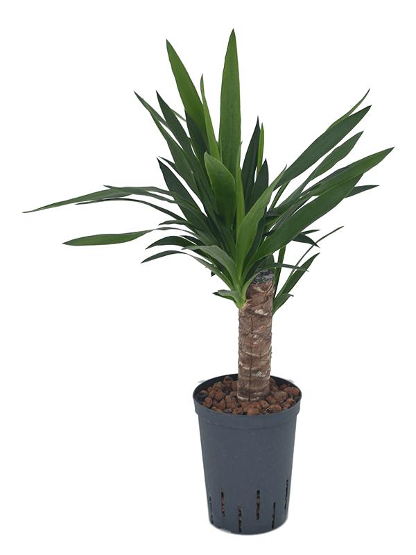 Yucca elephantipes, D 15