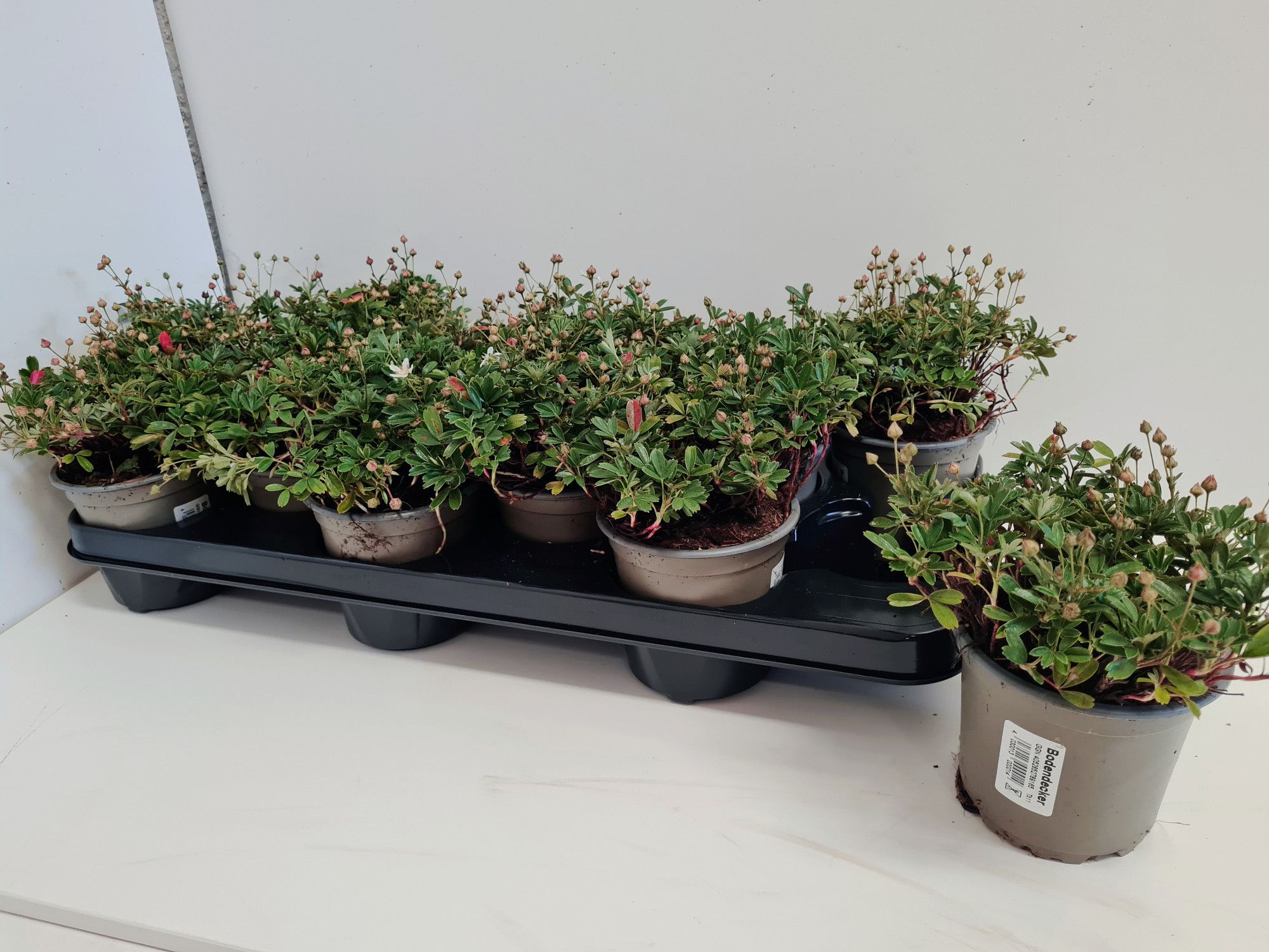 Potentilla Nuuk, D 11