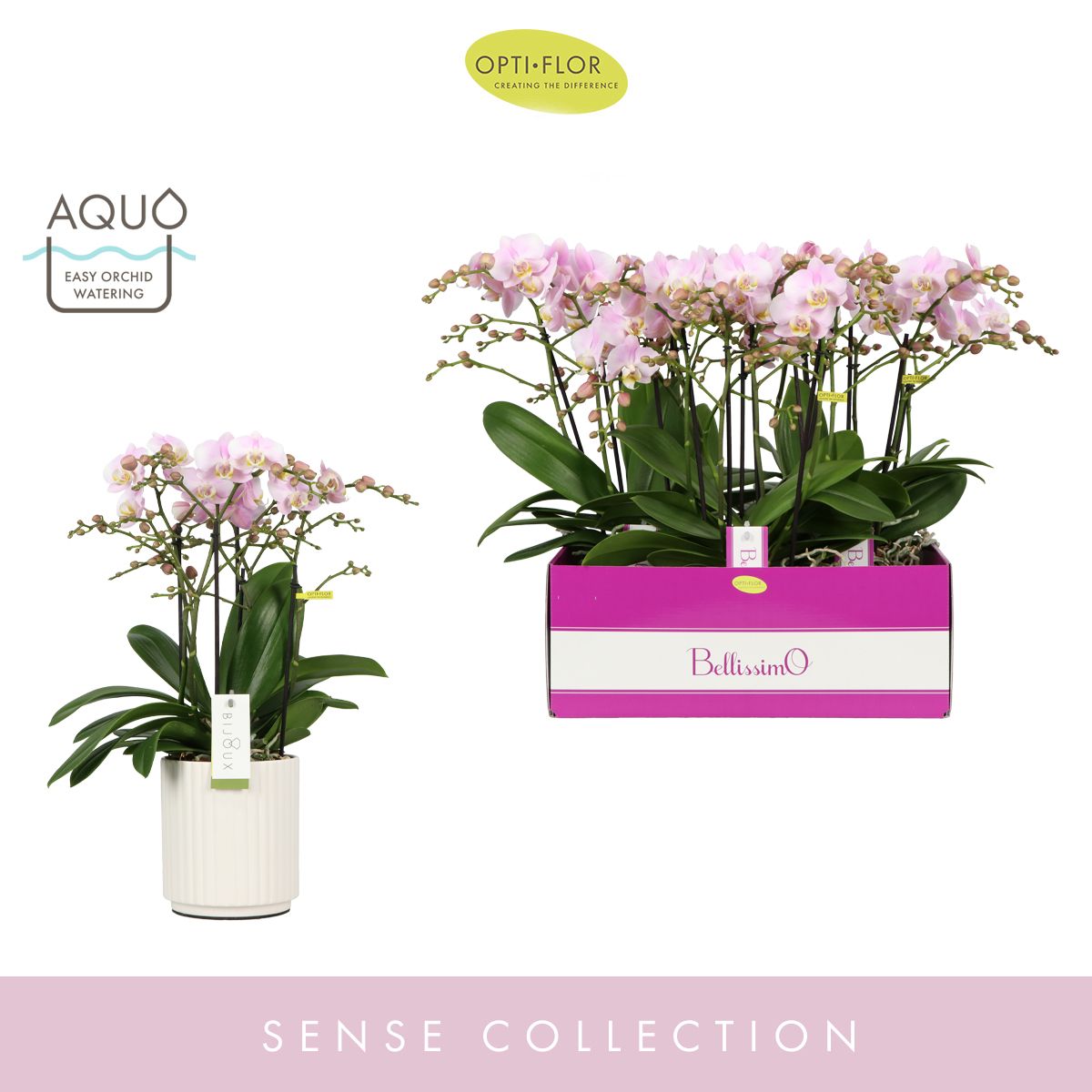 Bellissimo Adora in Molise White Aquo, D 15 cm