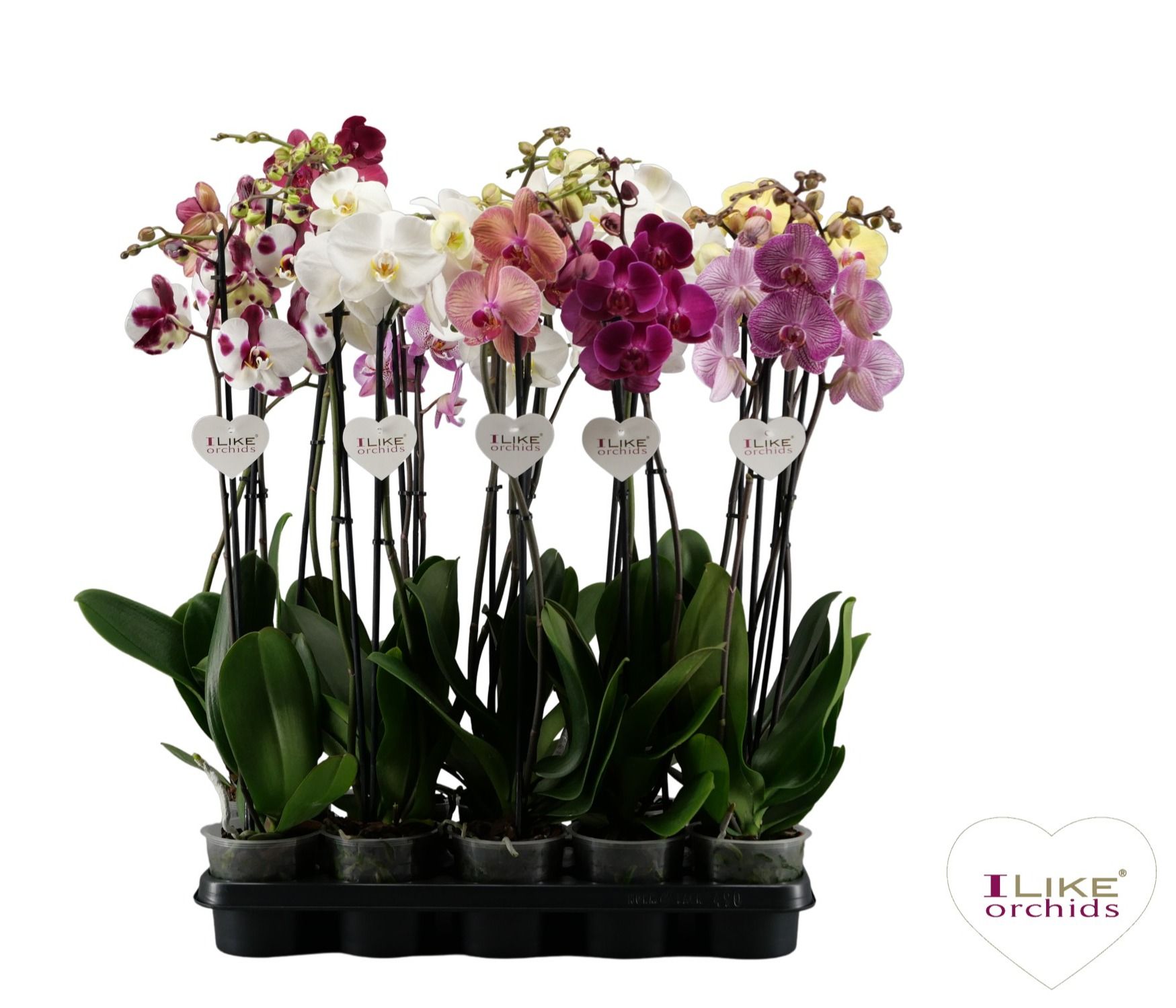 Phalaenopsis donkere mix - 2 tak 70cm, D 12 cm