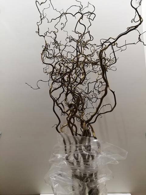 Корилус Конторта 150, шт.