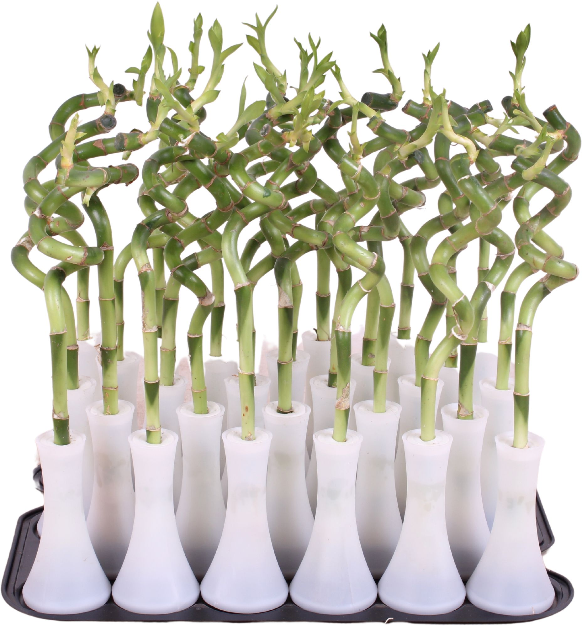 Lucky Bamboo Stem Spiral 30cm in Tube Vase White, D 6 cm