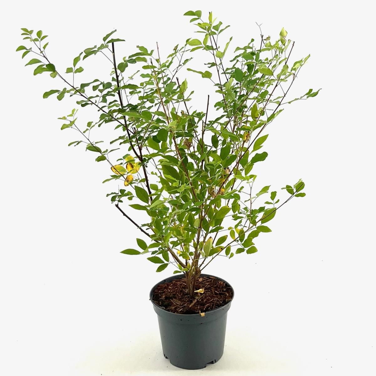Lespedeza thunbergii, D 19 cm