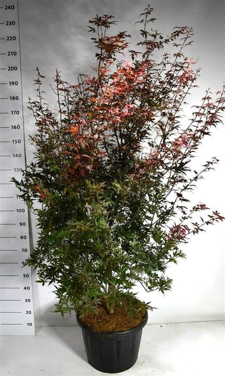 Acer pal. 'Skeeter's Broom', D 48